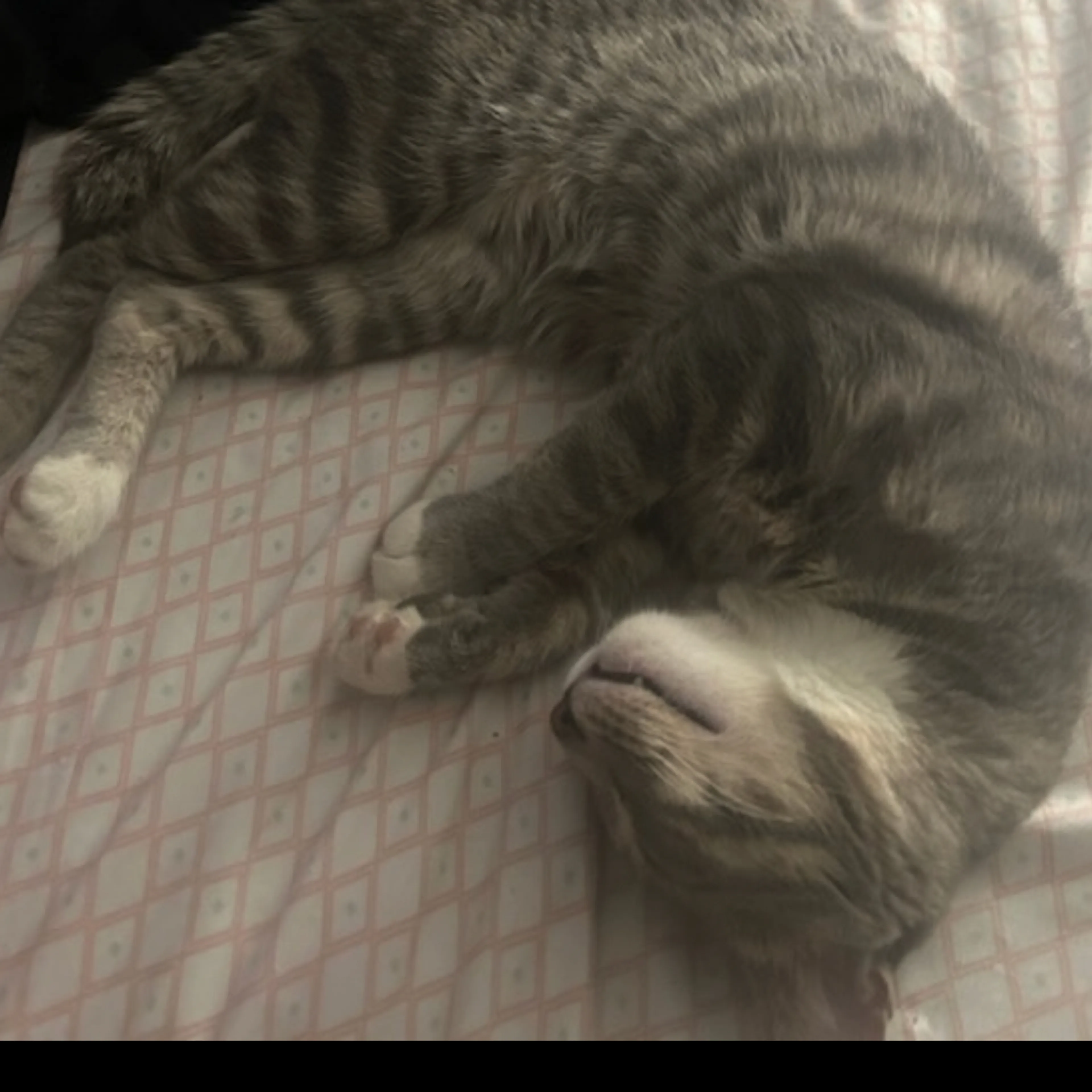 Lost pet-1