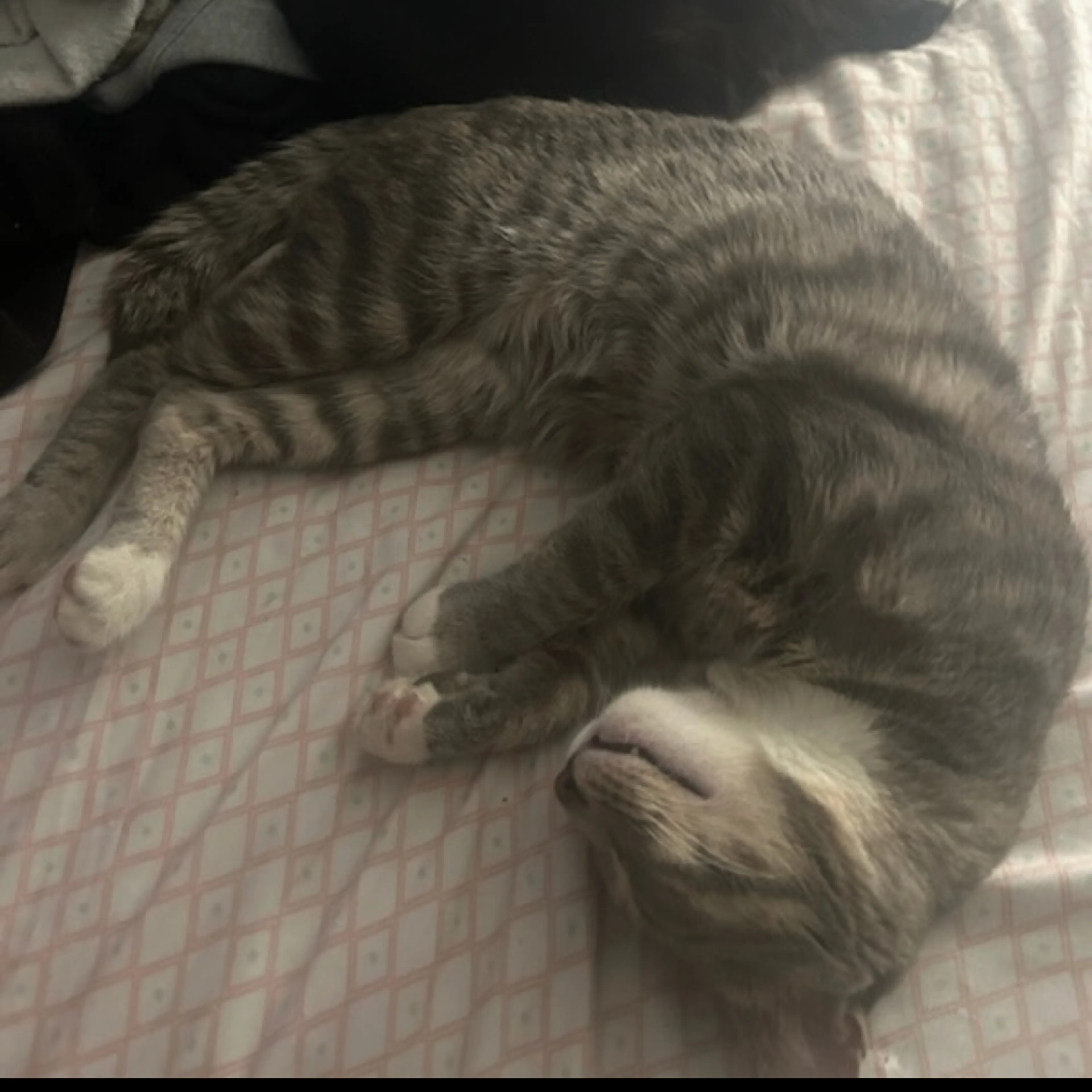 Lost pet-3