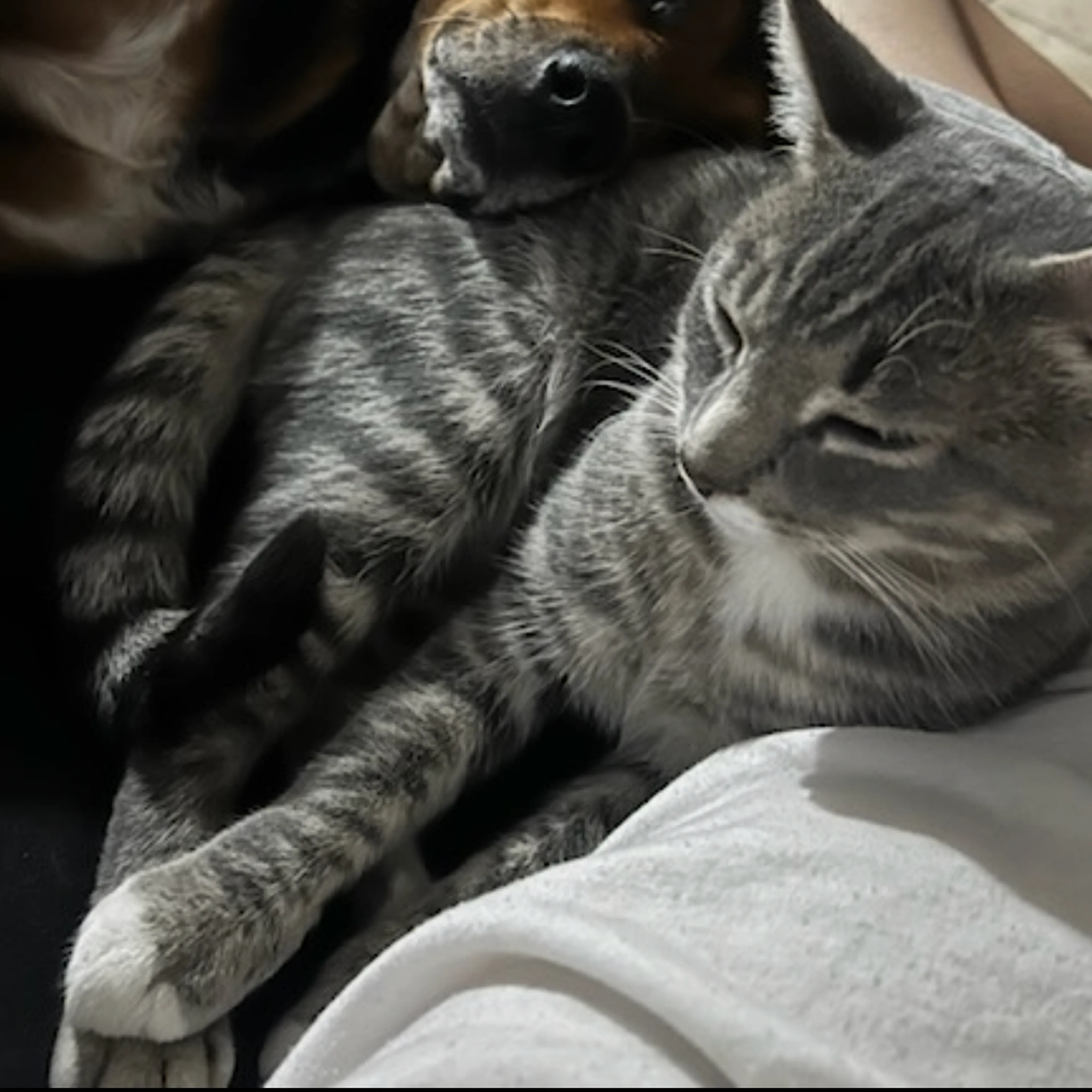 Lost pet-2