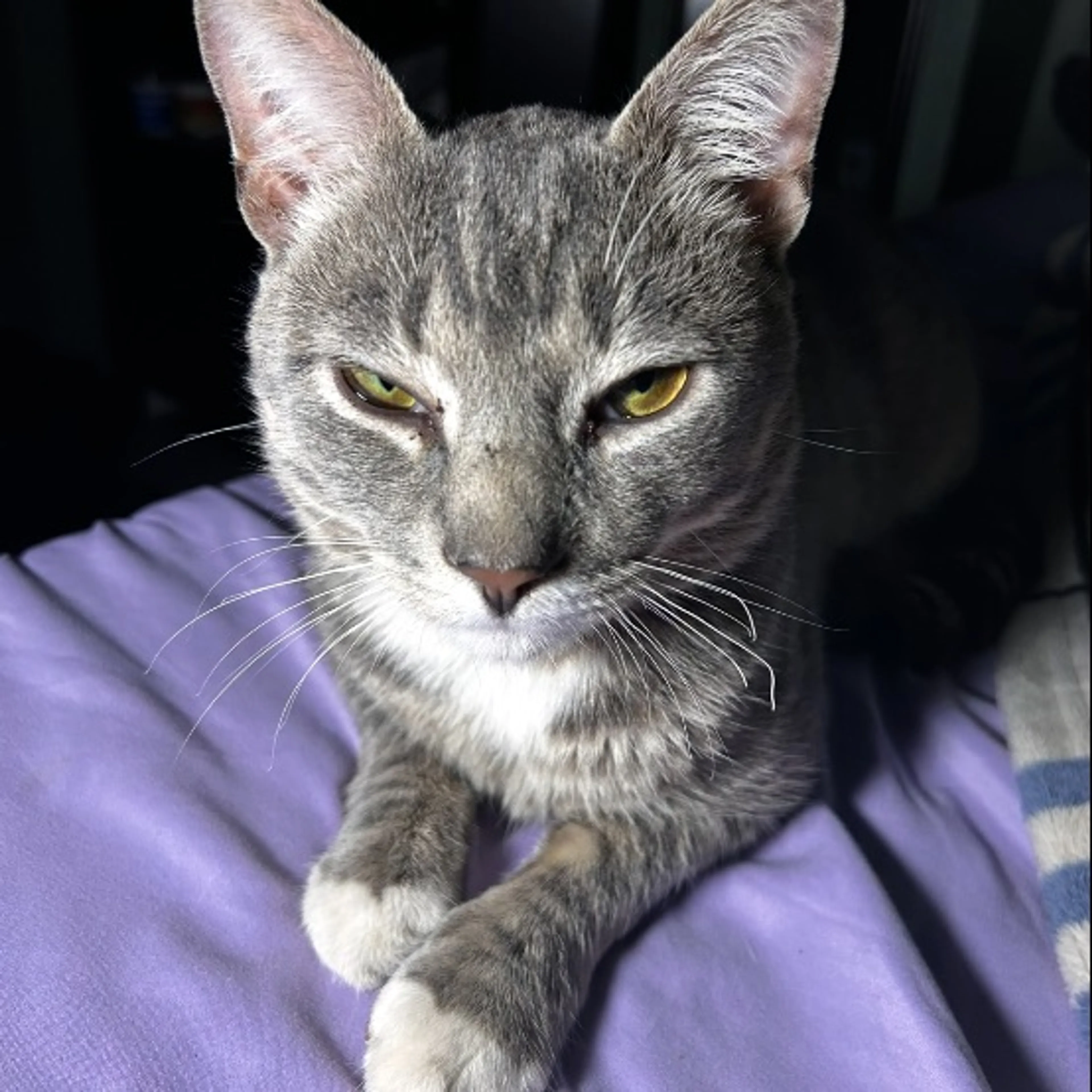 Lost pet-0