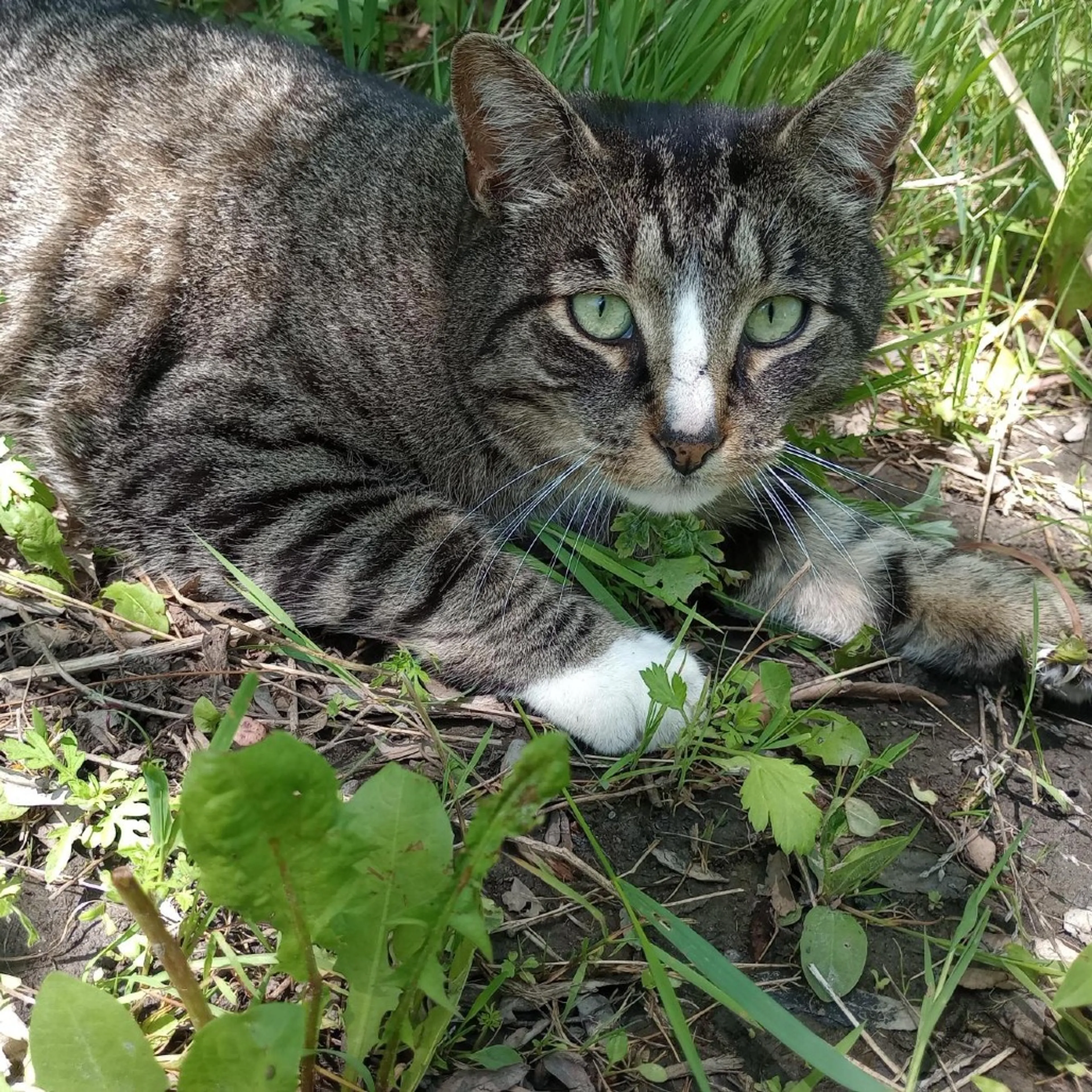 Found pet-8
