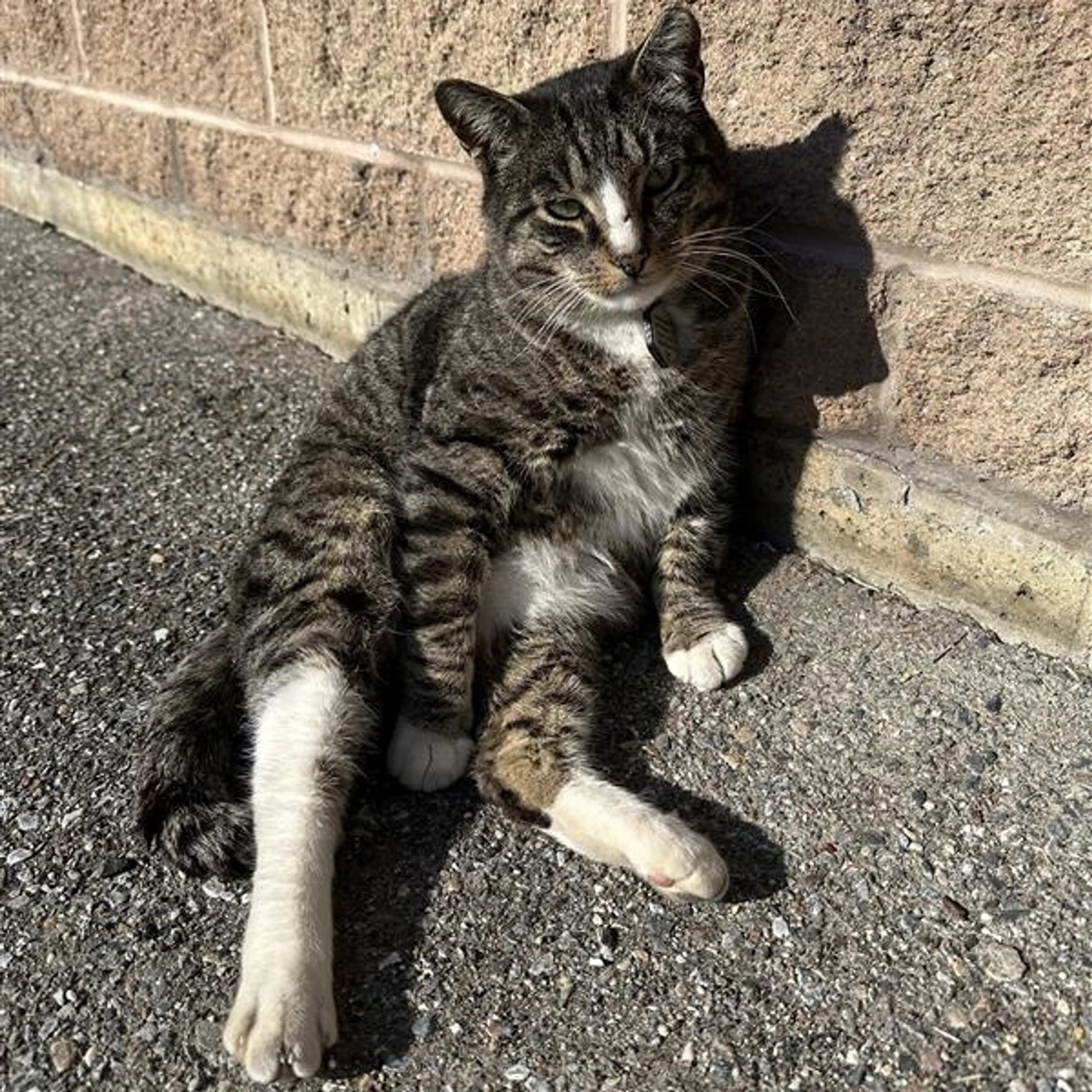 Found pet-7