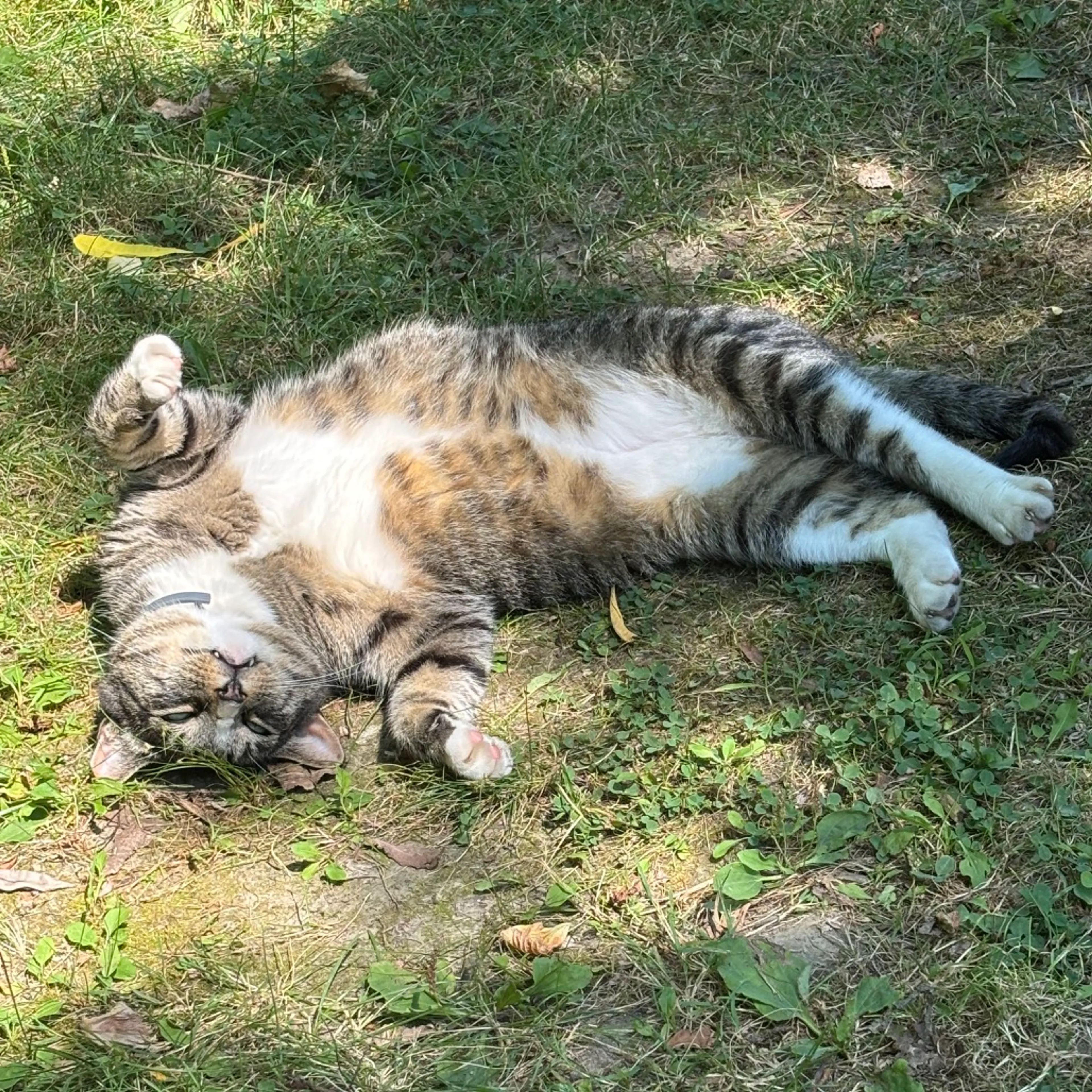 Found pet-9