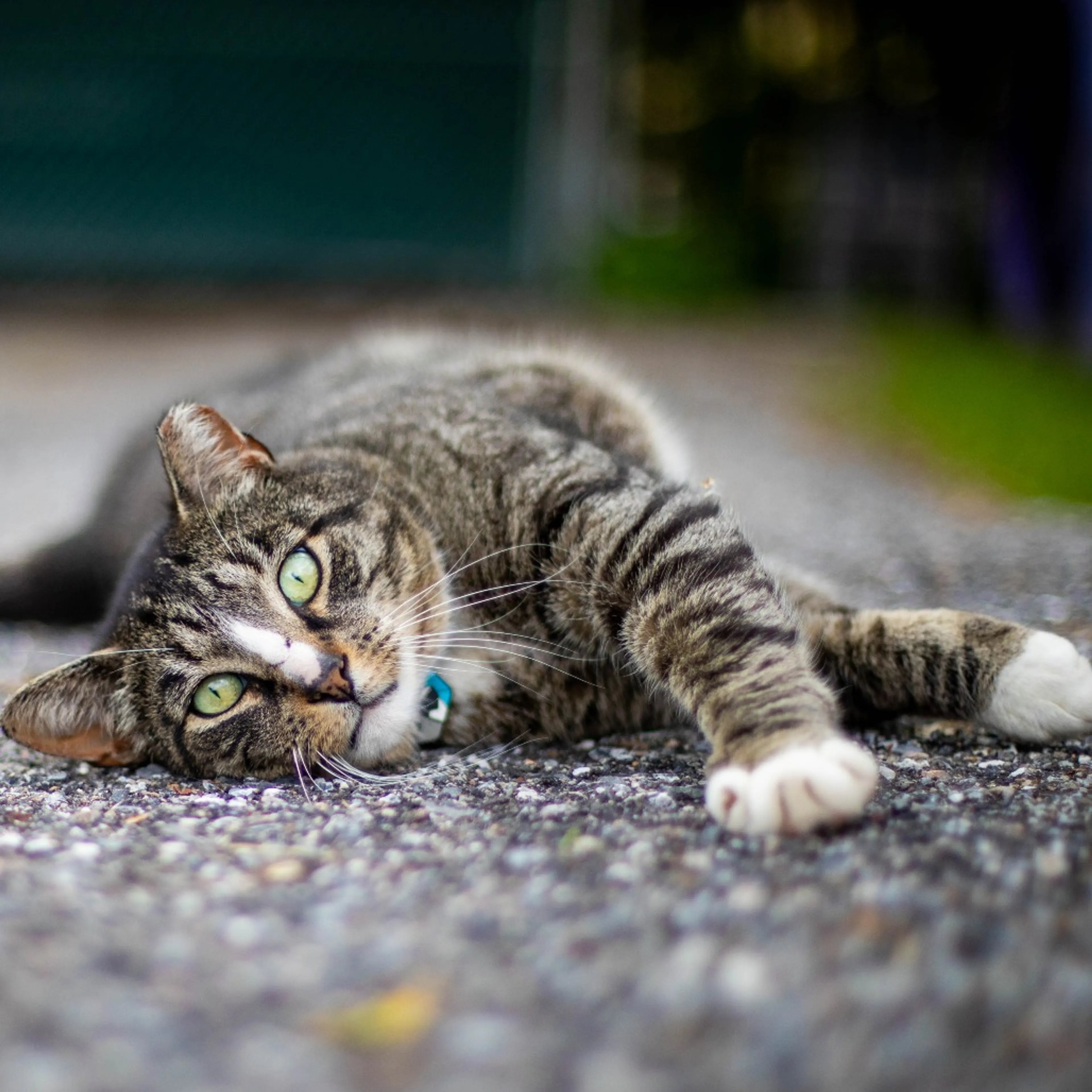 Found pet-1