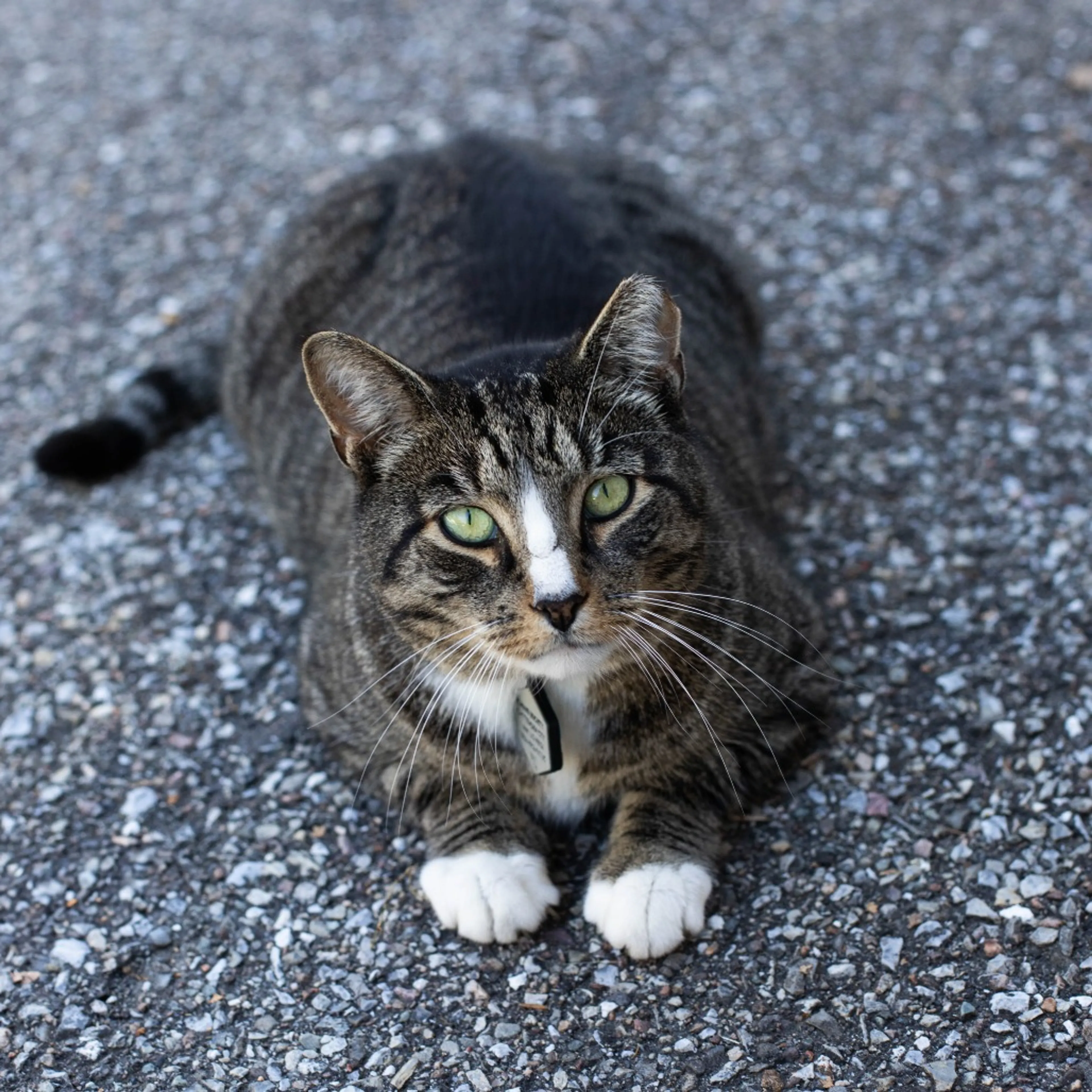 Found pet-10