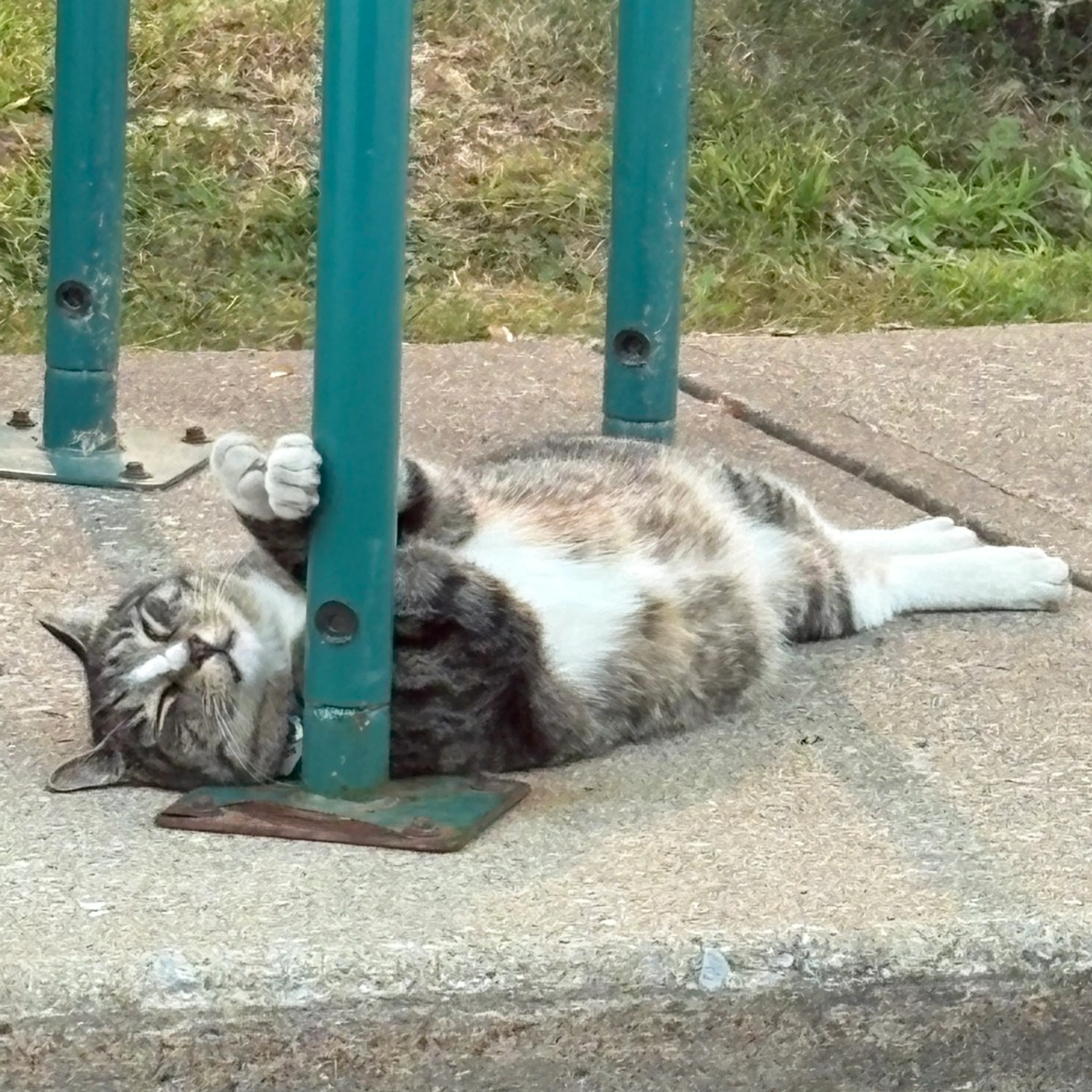 Found pet-6