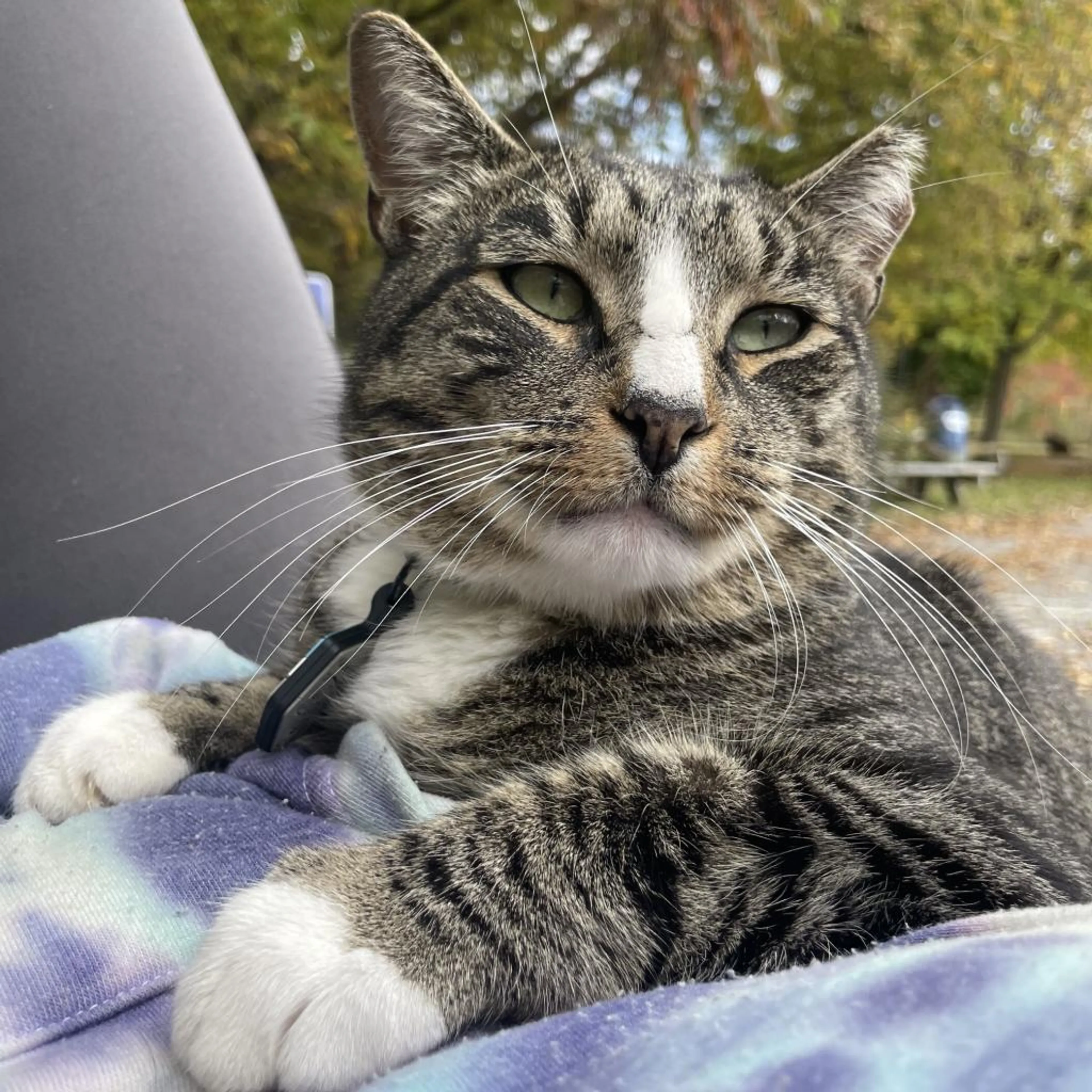 Found pet-3