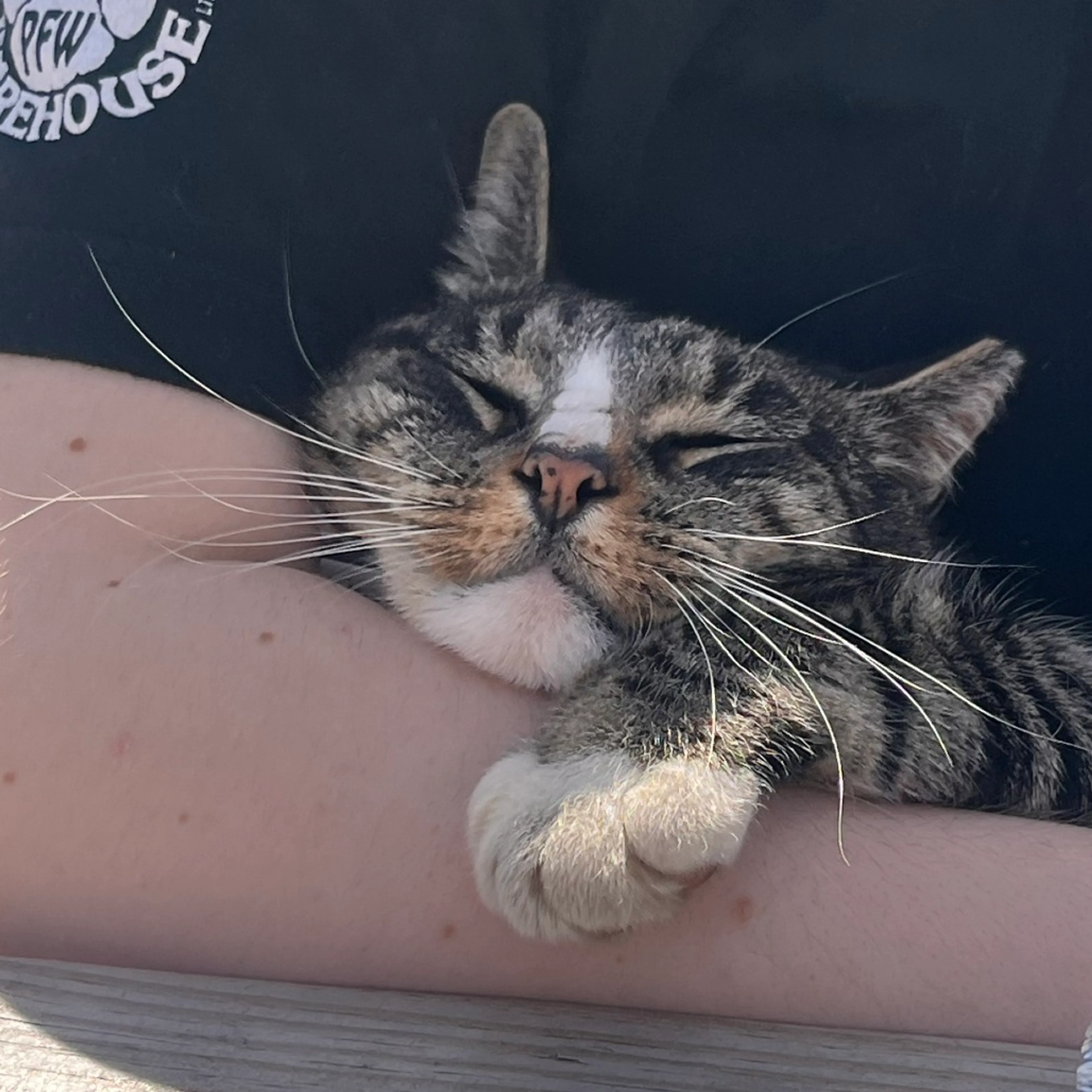 Found pet-5