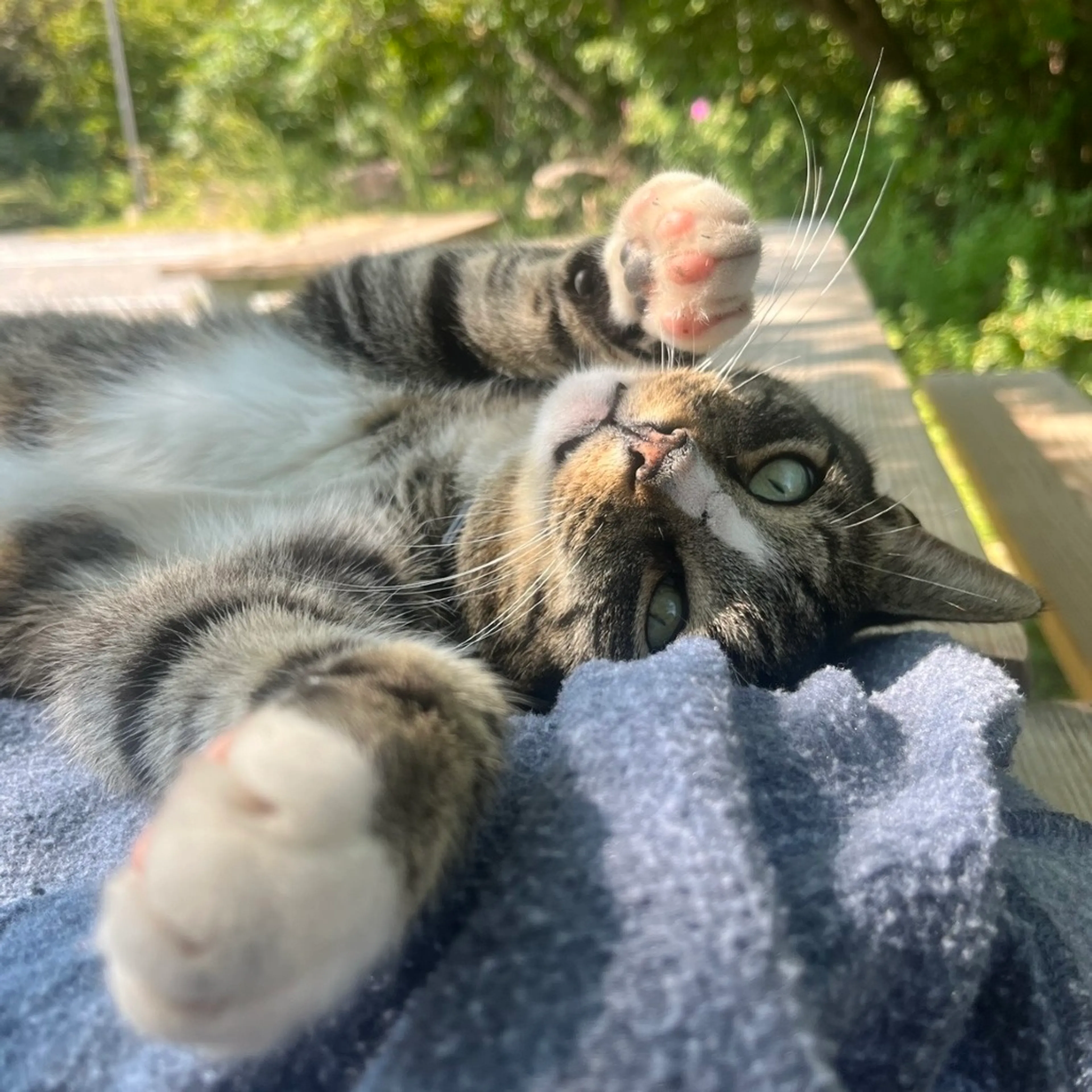 Found pet-2