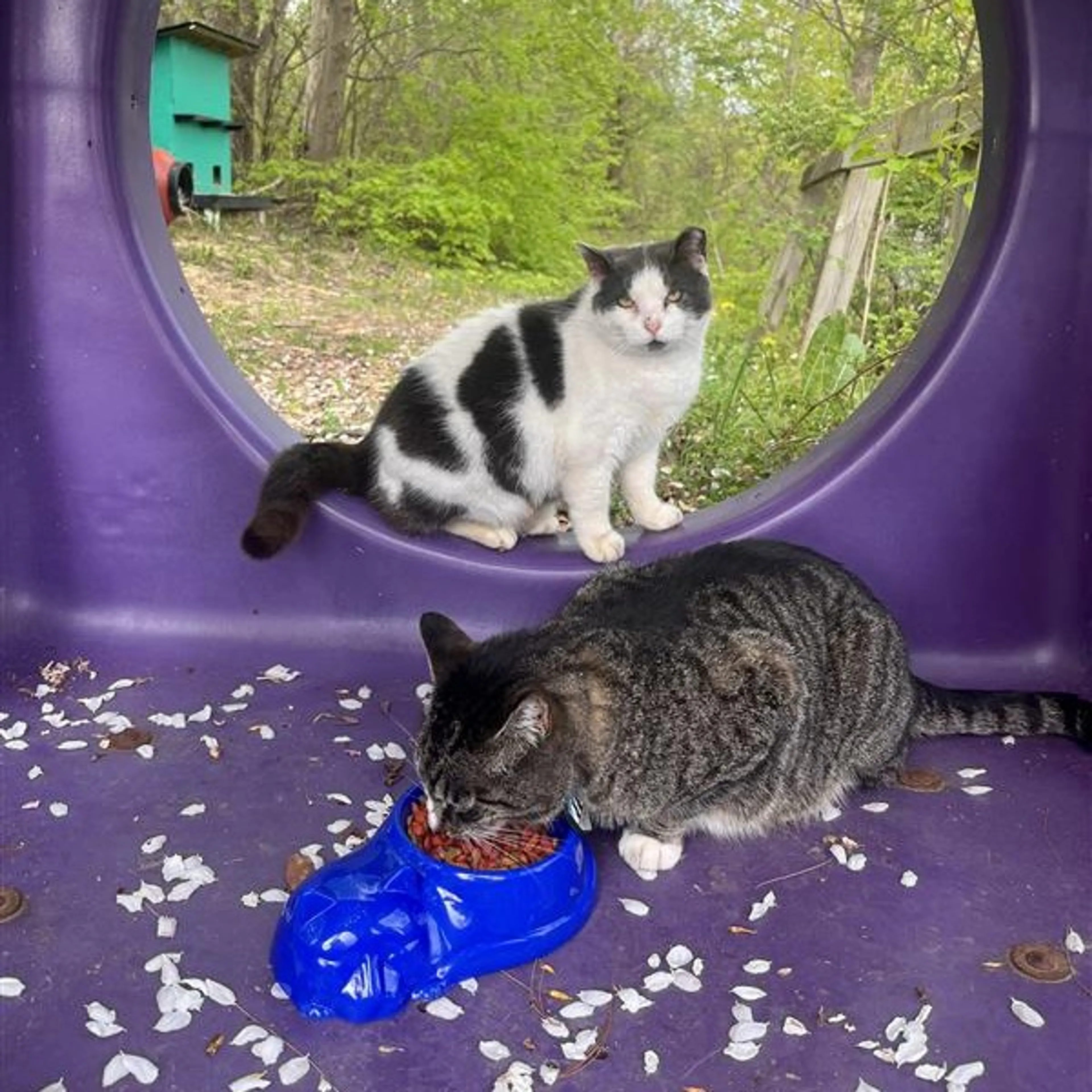 Found pet-4