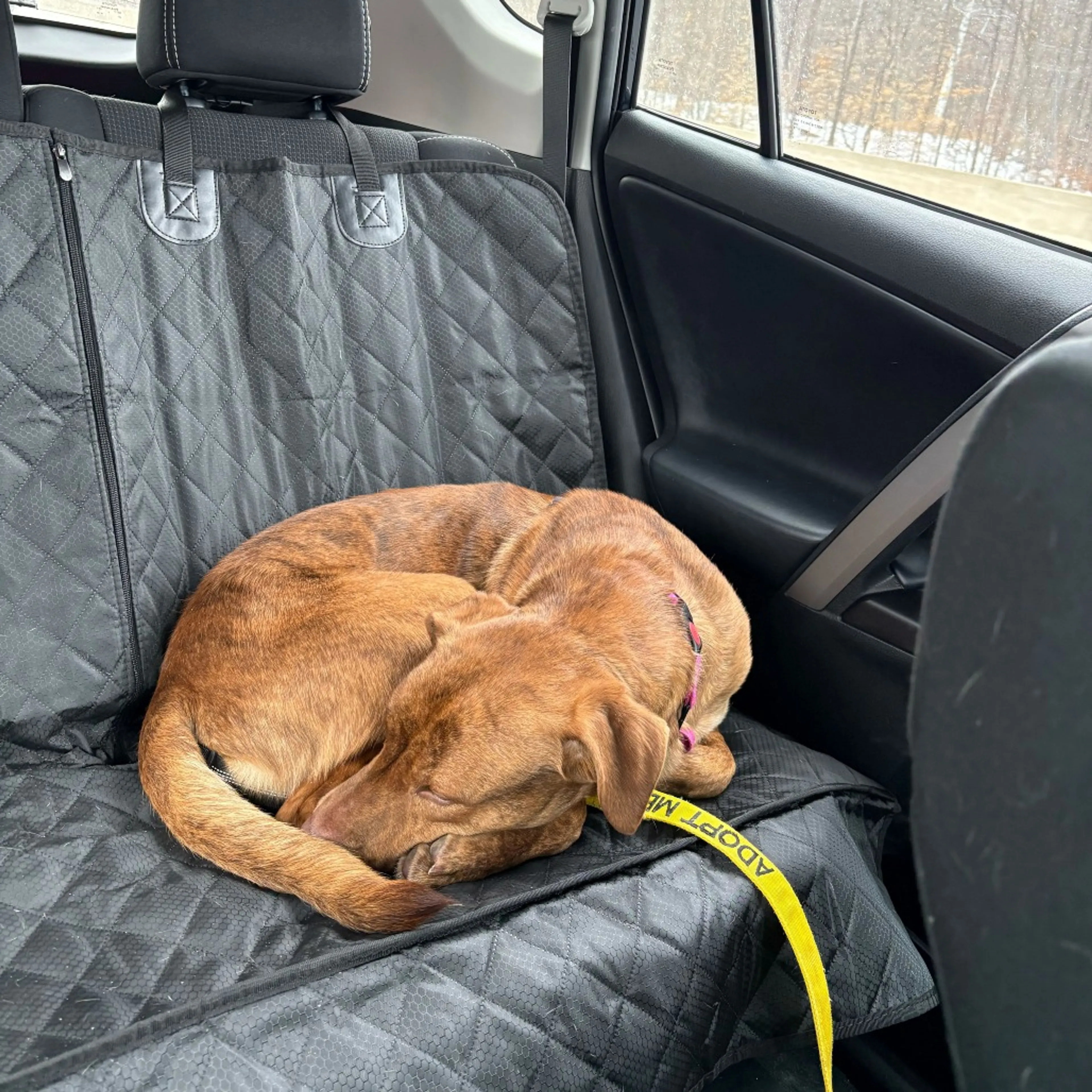 Found pet-7