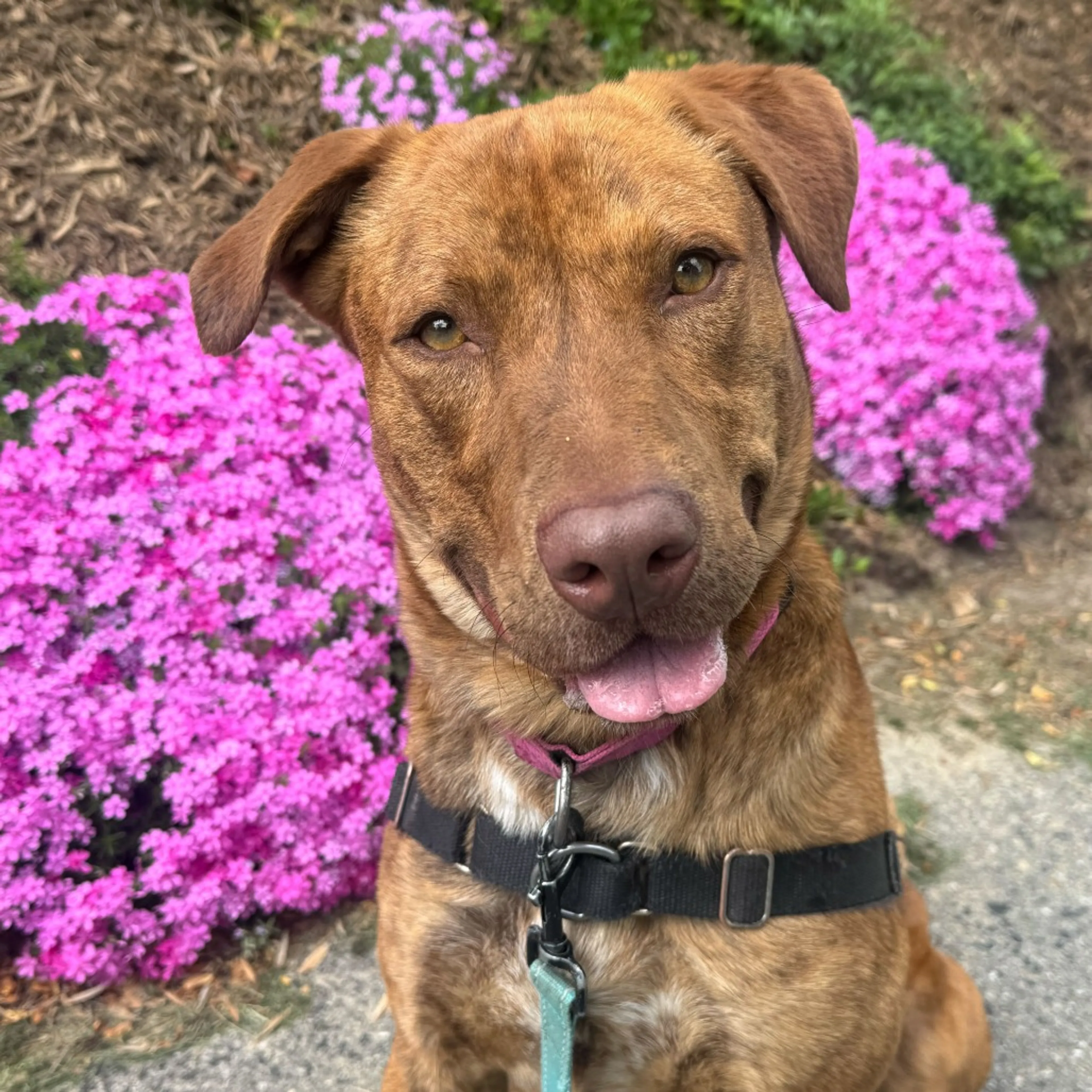 Found pet-26