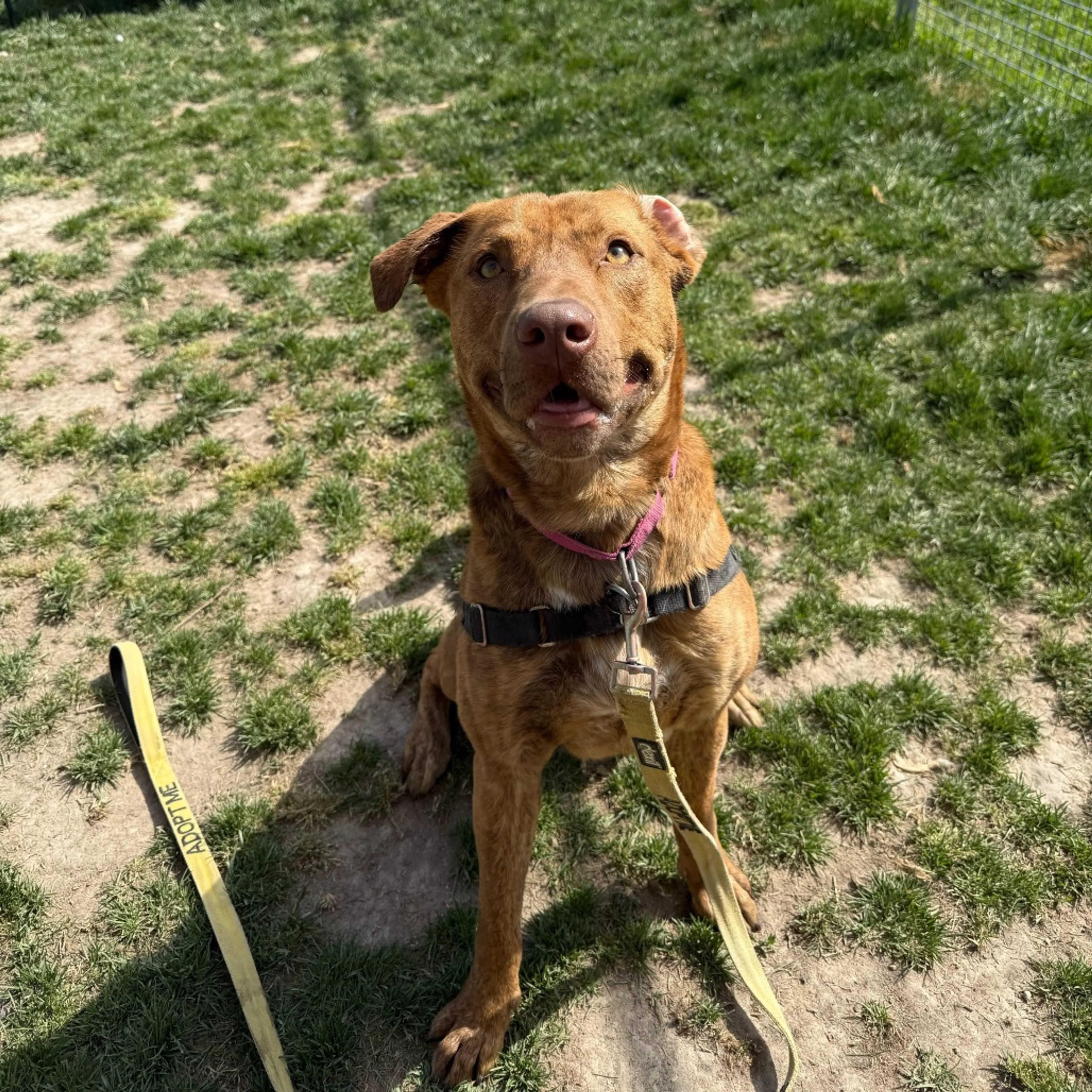 Found pet-30