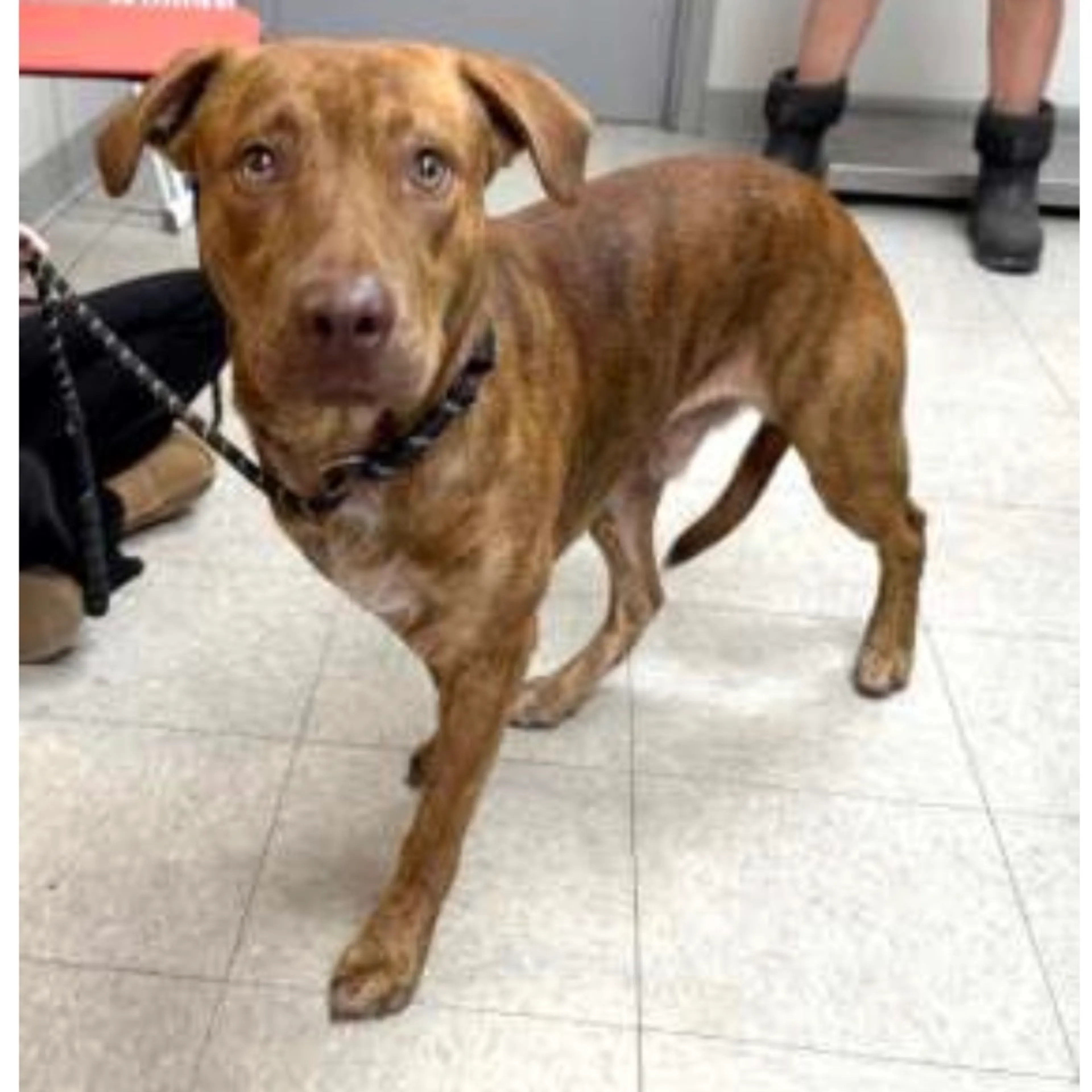 Found pet-1
