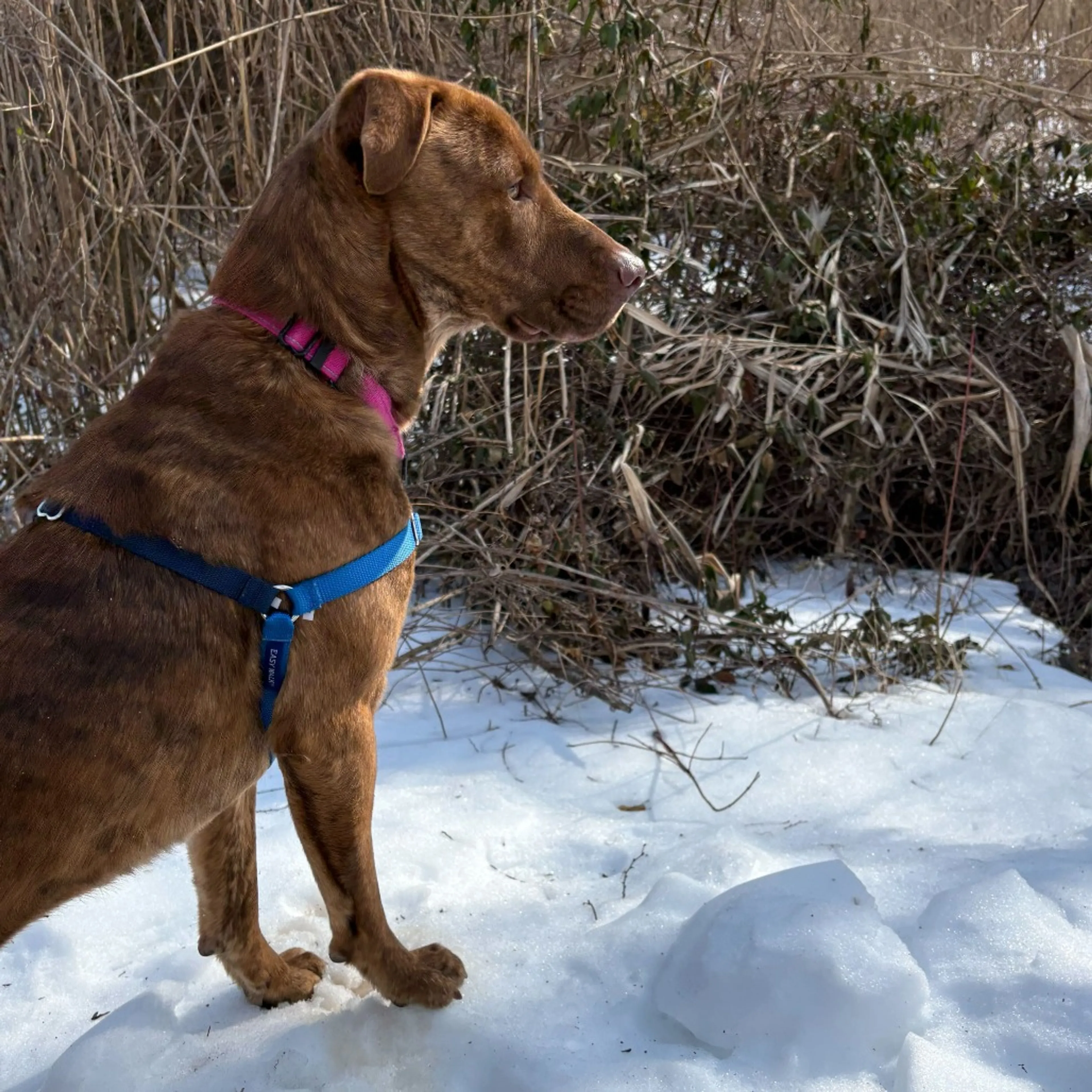 Found pet-11
