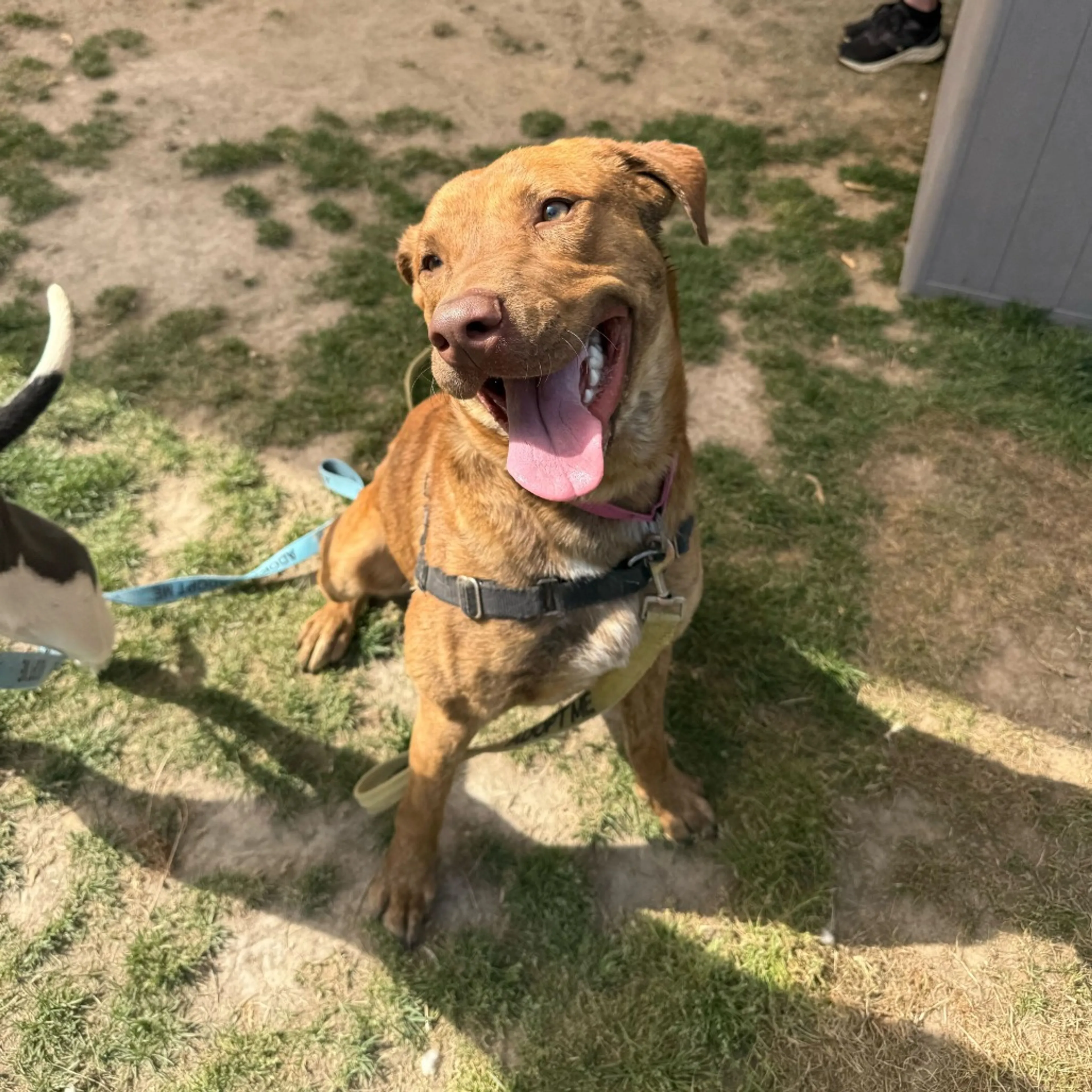 Found pet-27