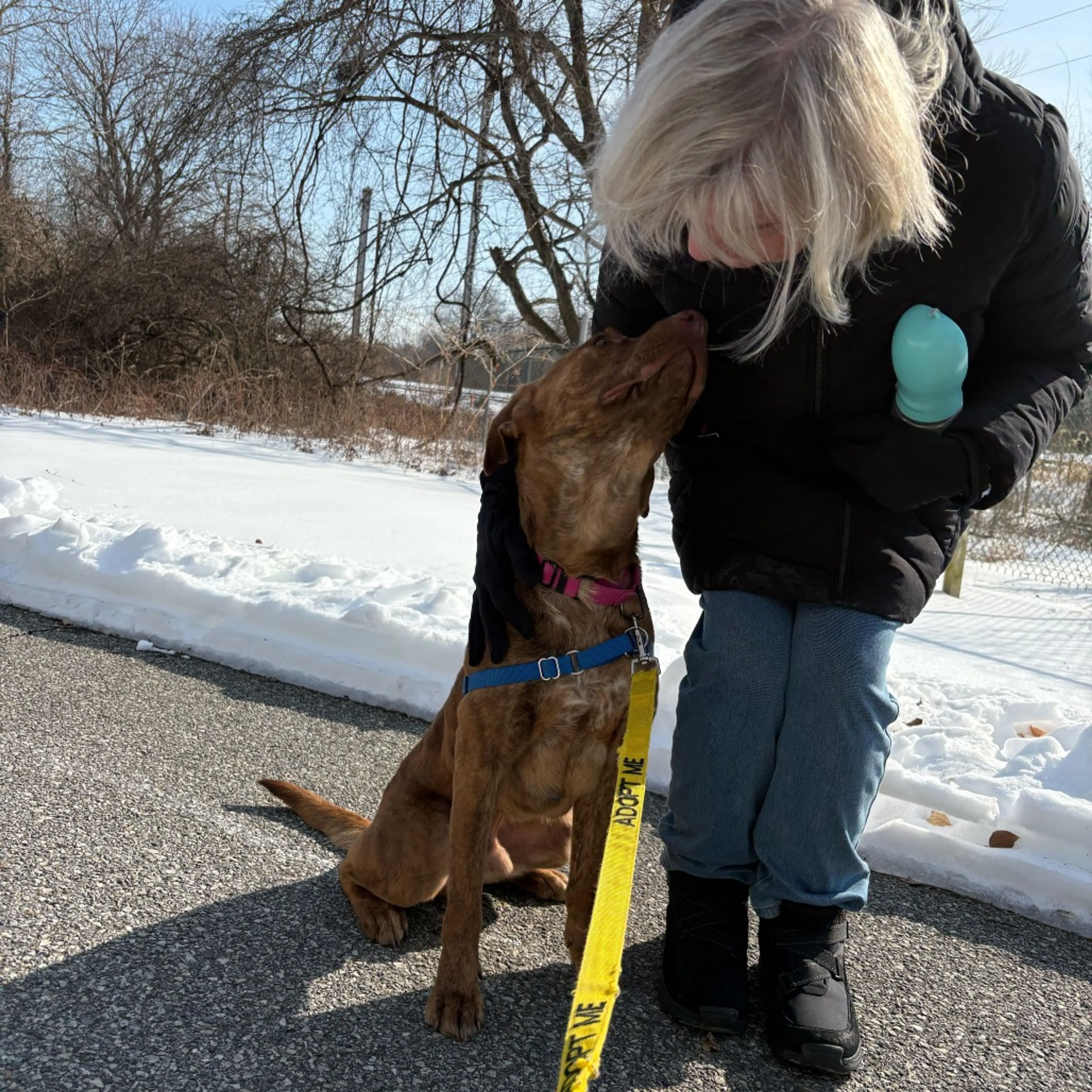 Found pet-12