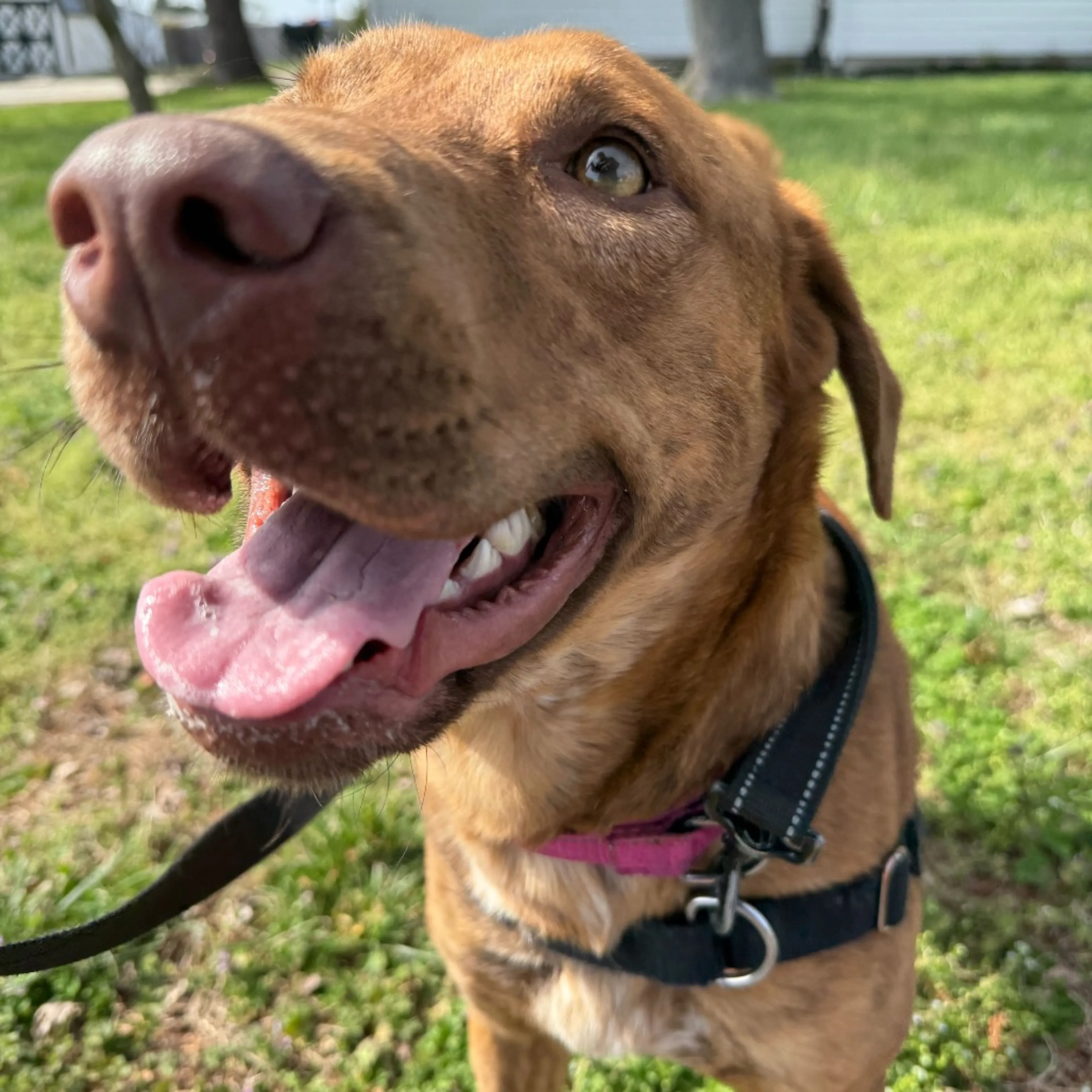 Found pet-24