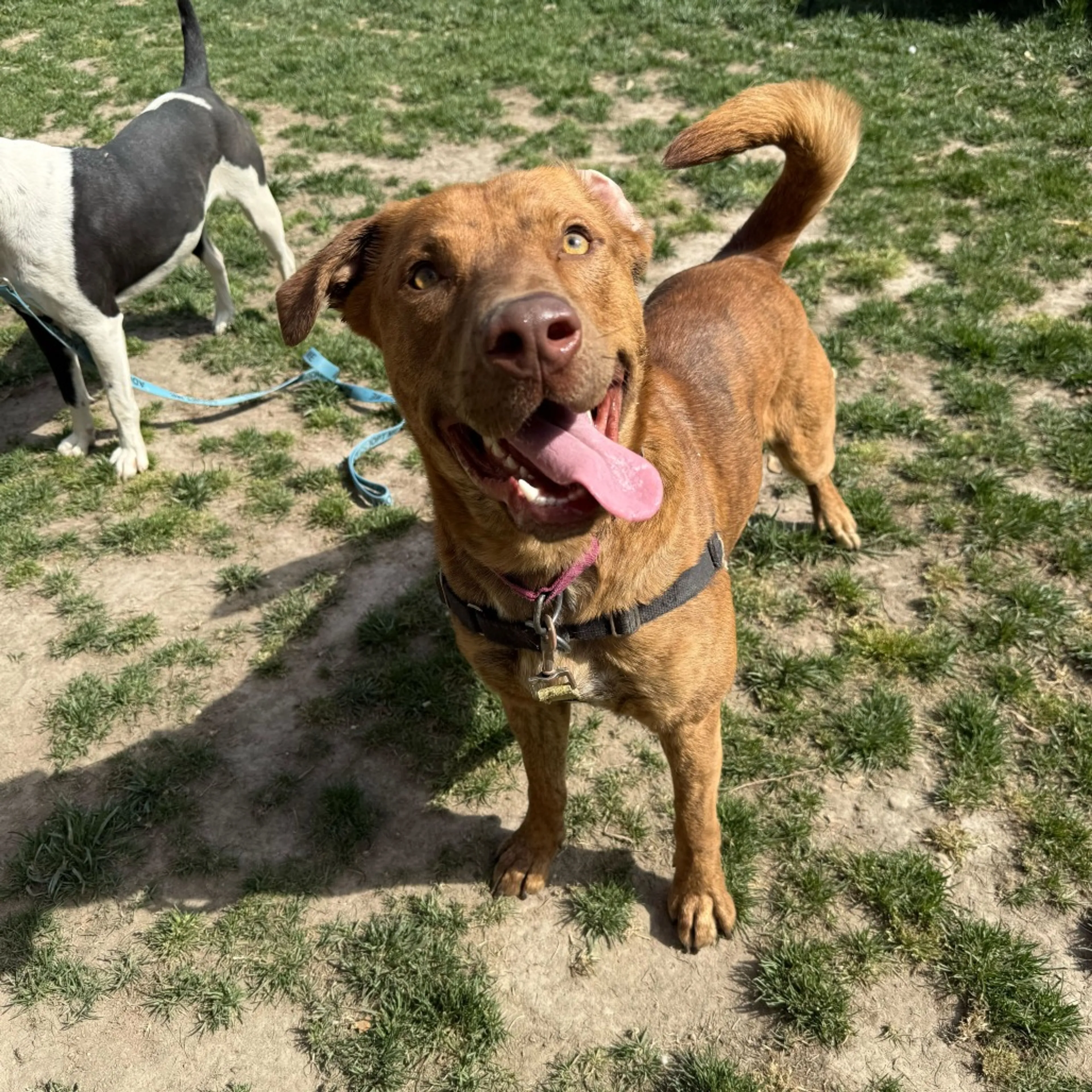 Found pet-31