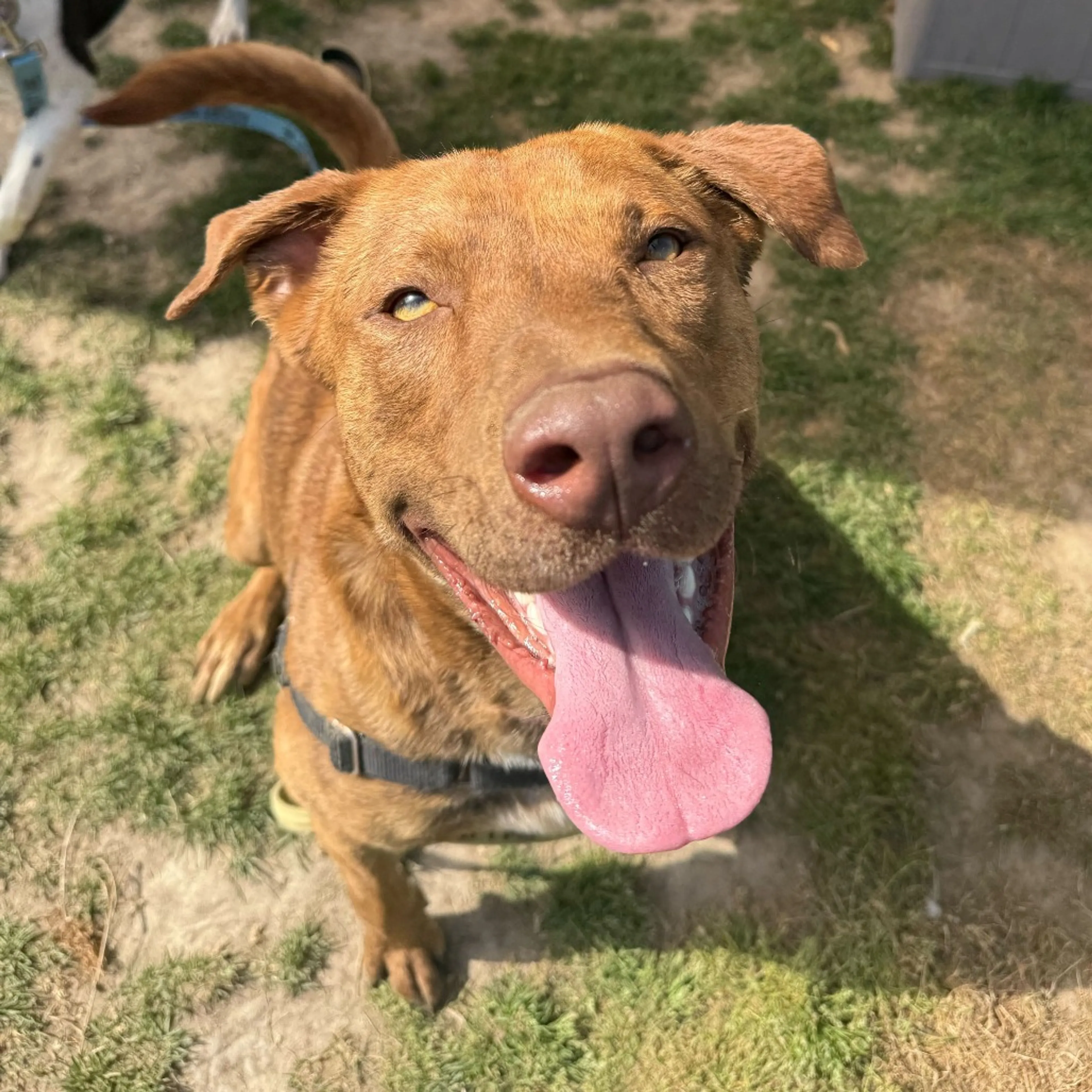 Found pet-28