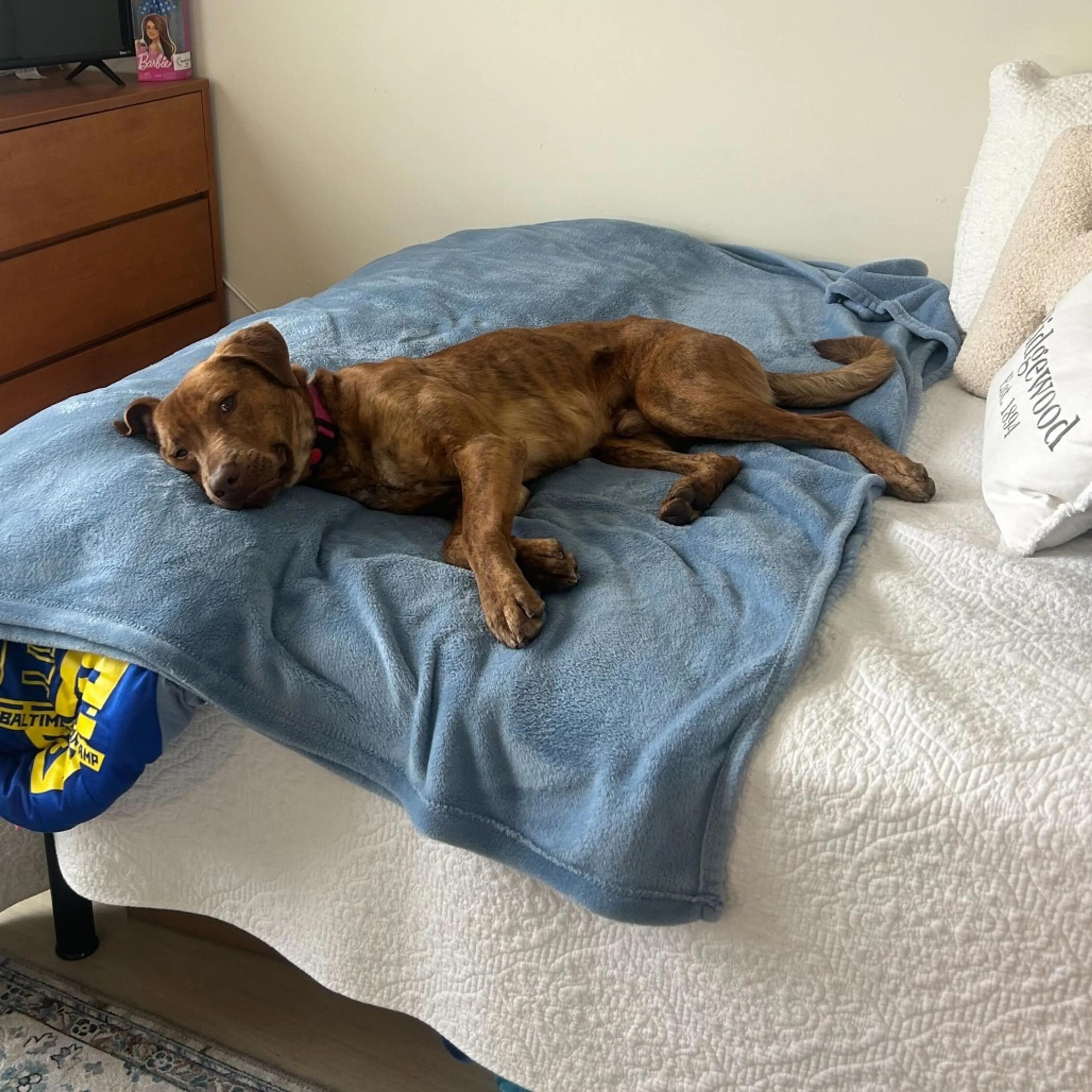 Found pet-21