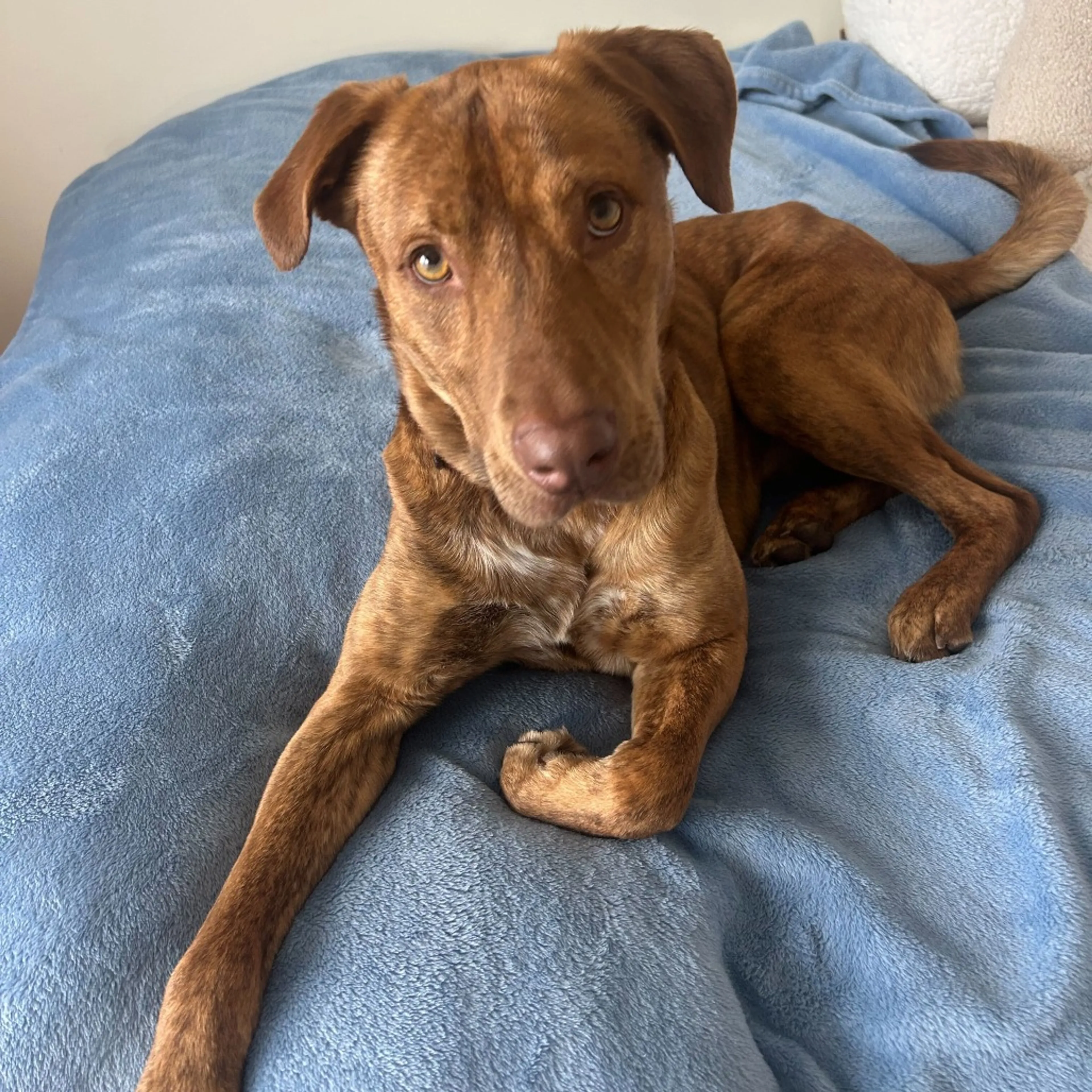 Found pet-22
