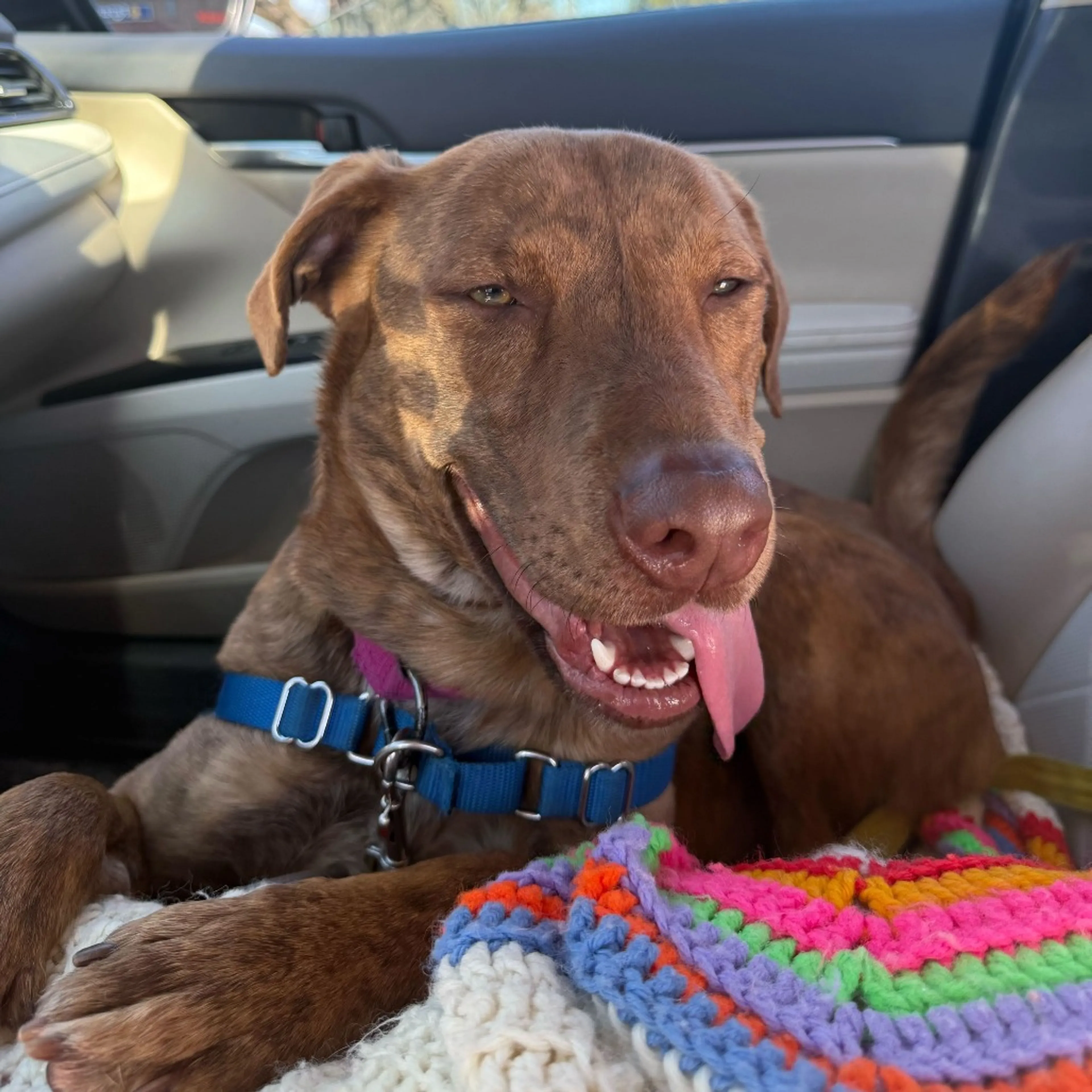 Found pet-17