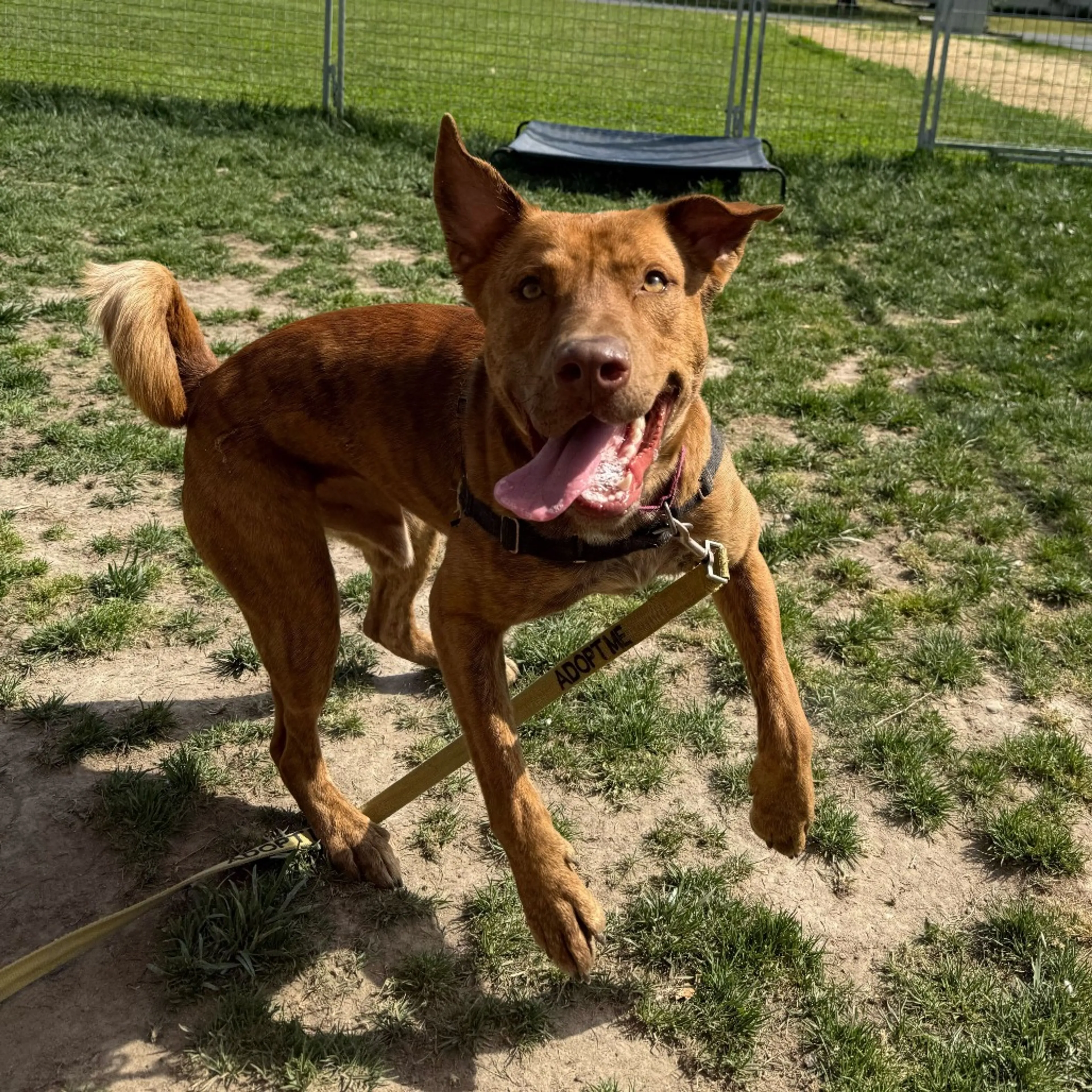 Found pet-29