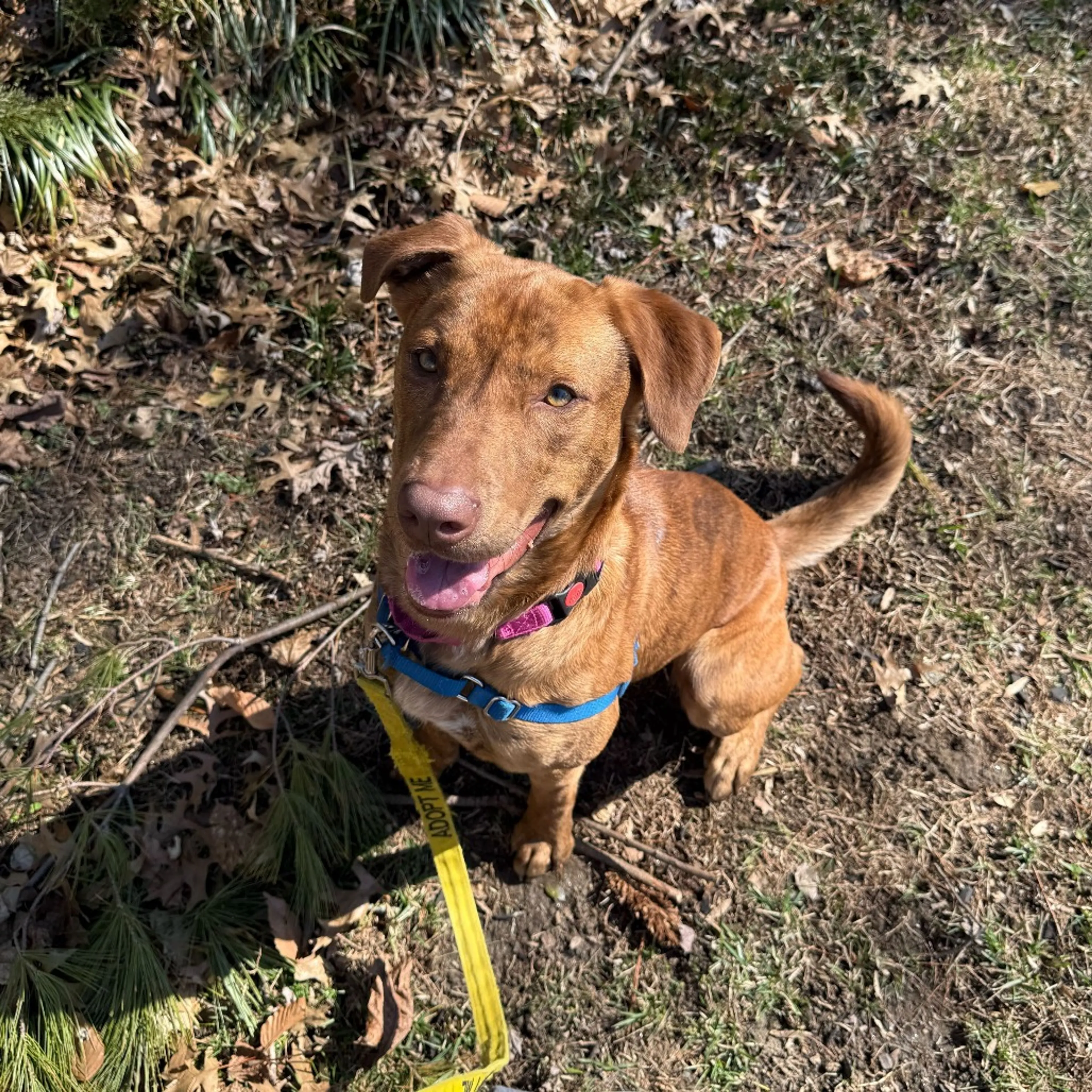 Found pet-19