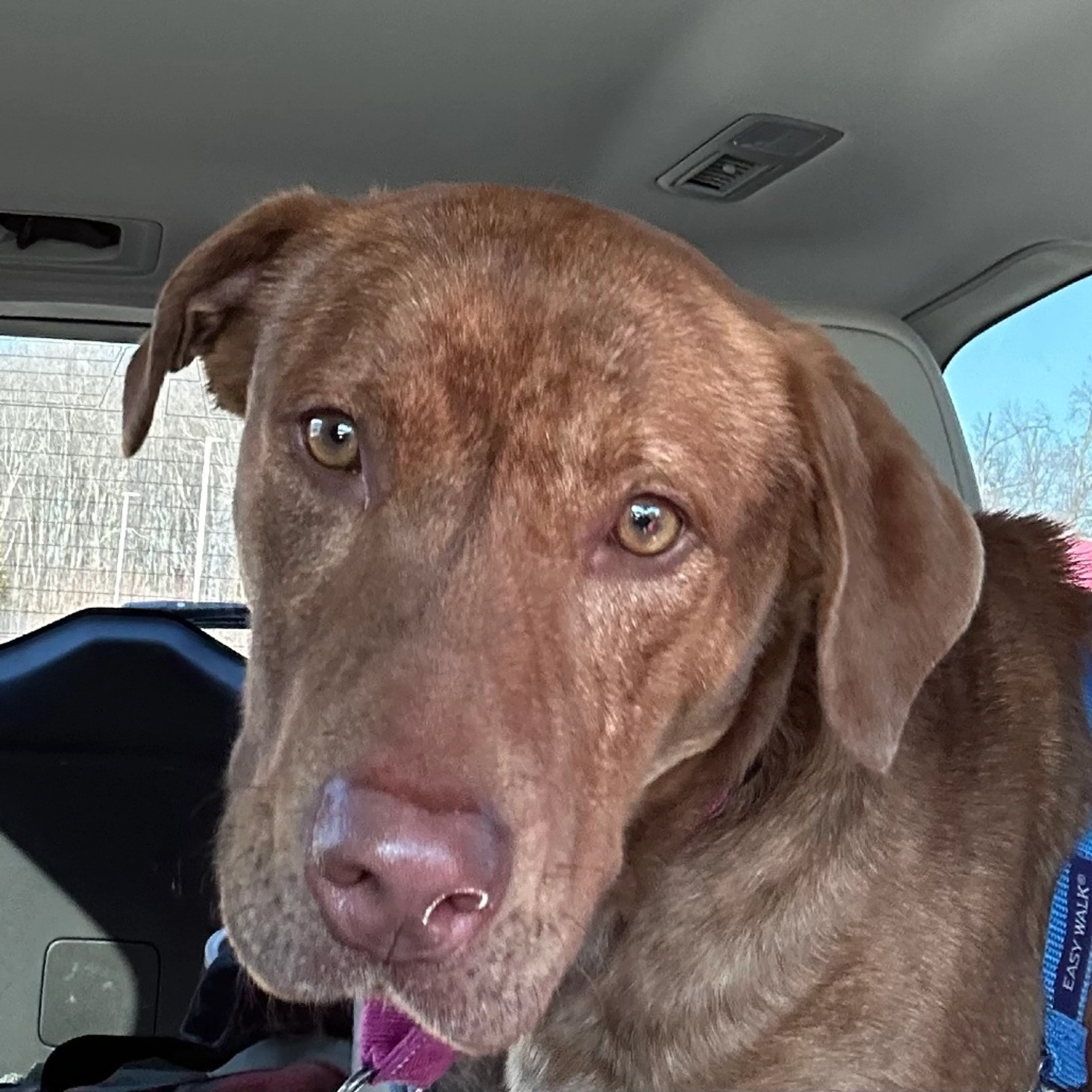 Found pet-16