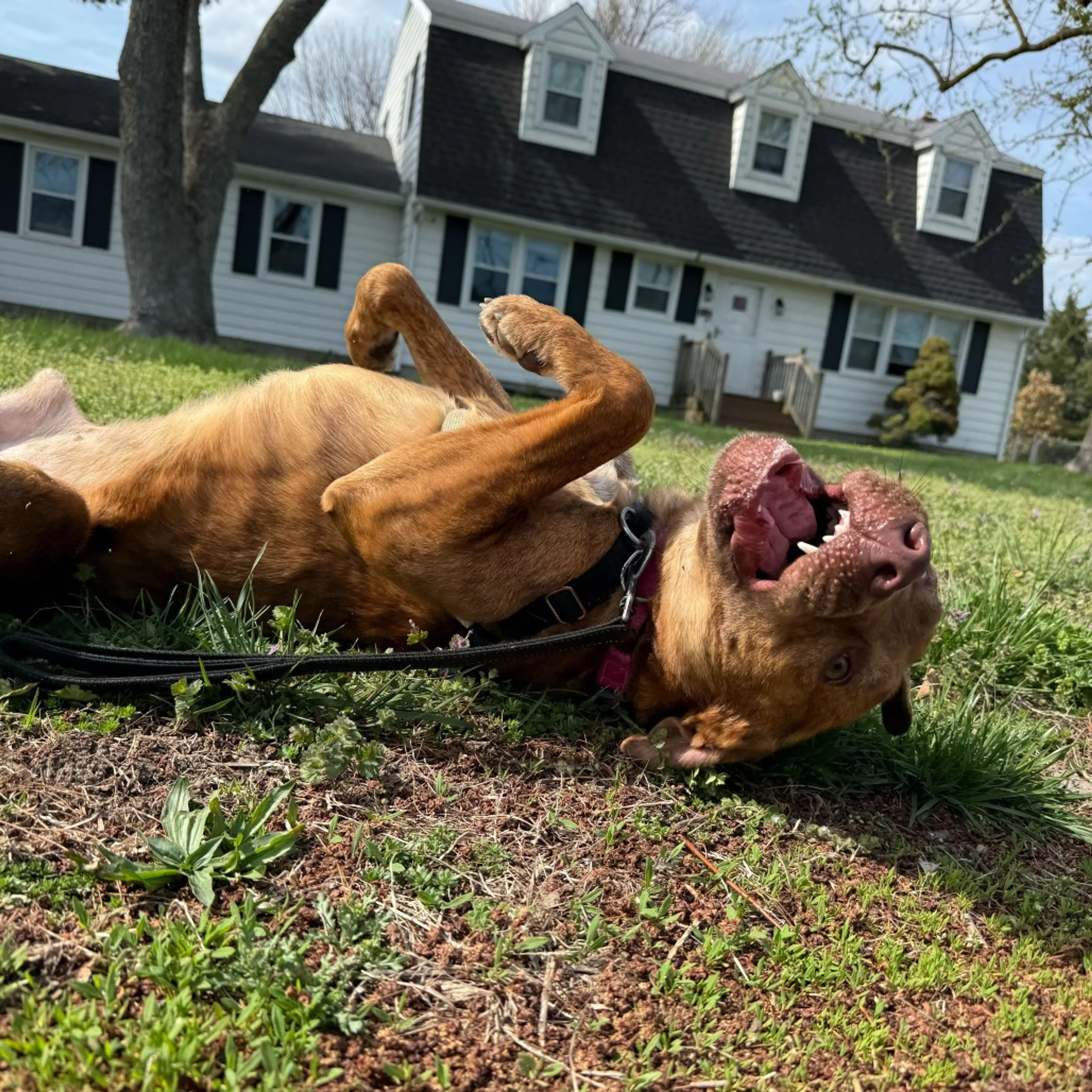 Found pet-23