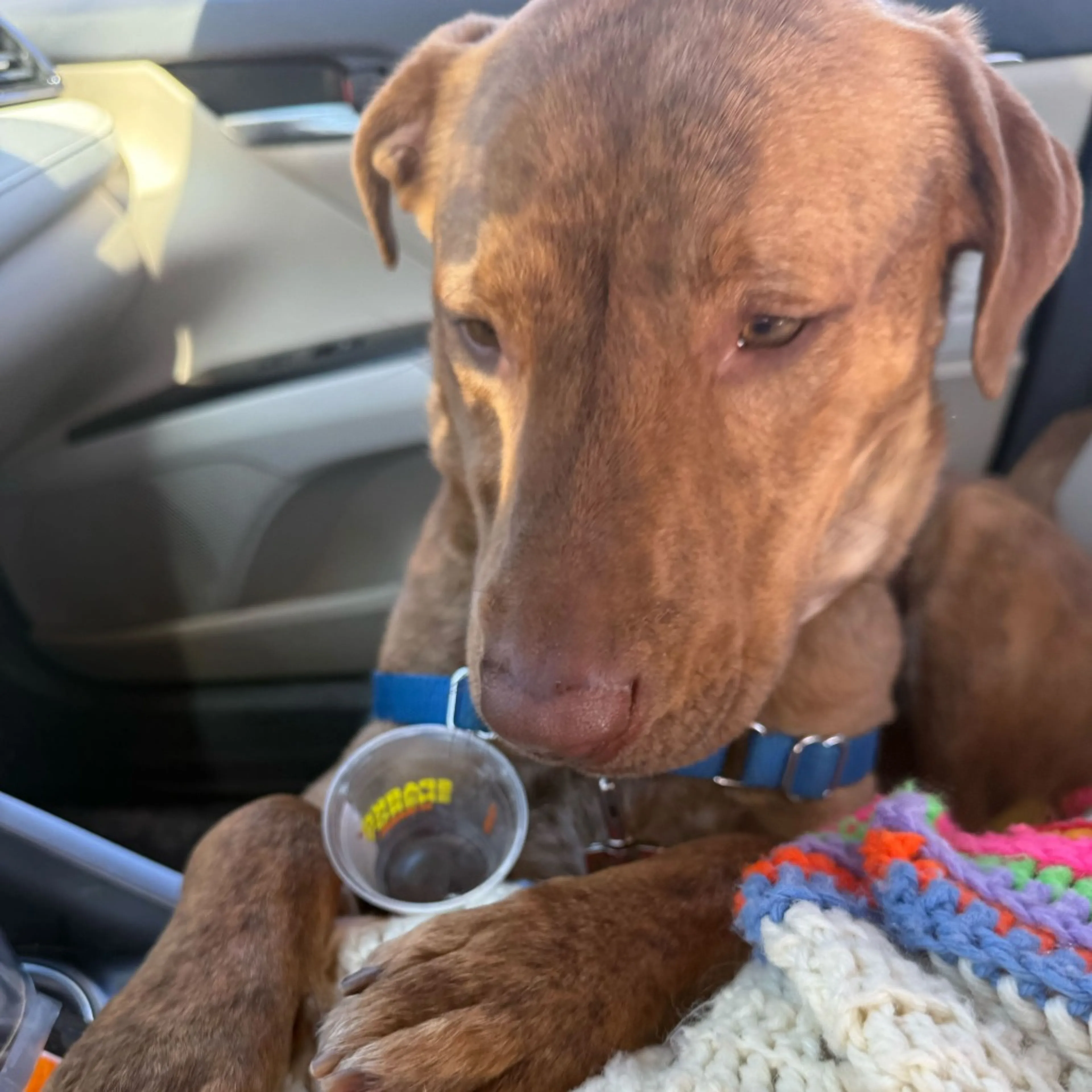 Found pet-18