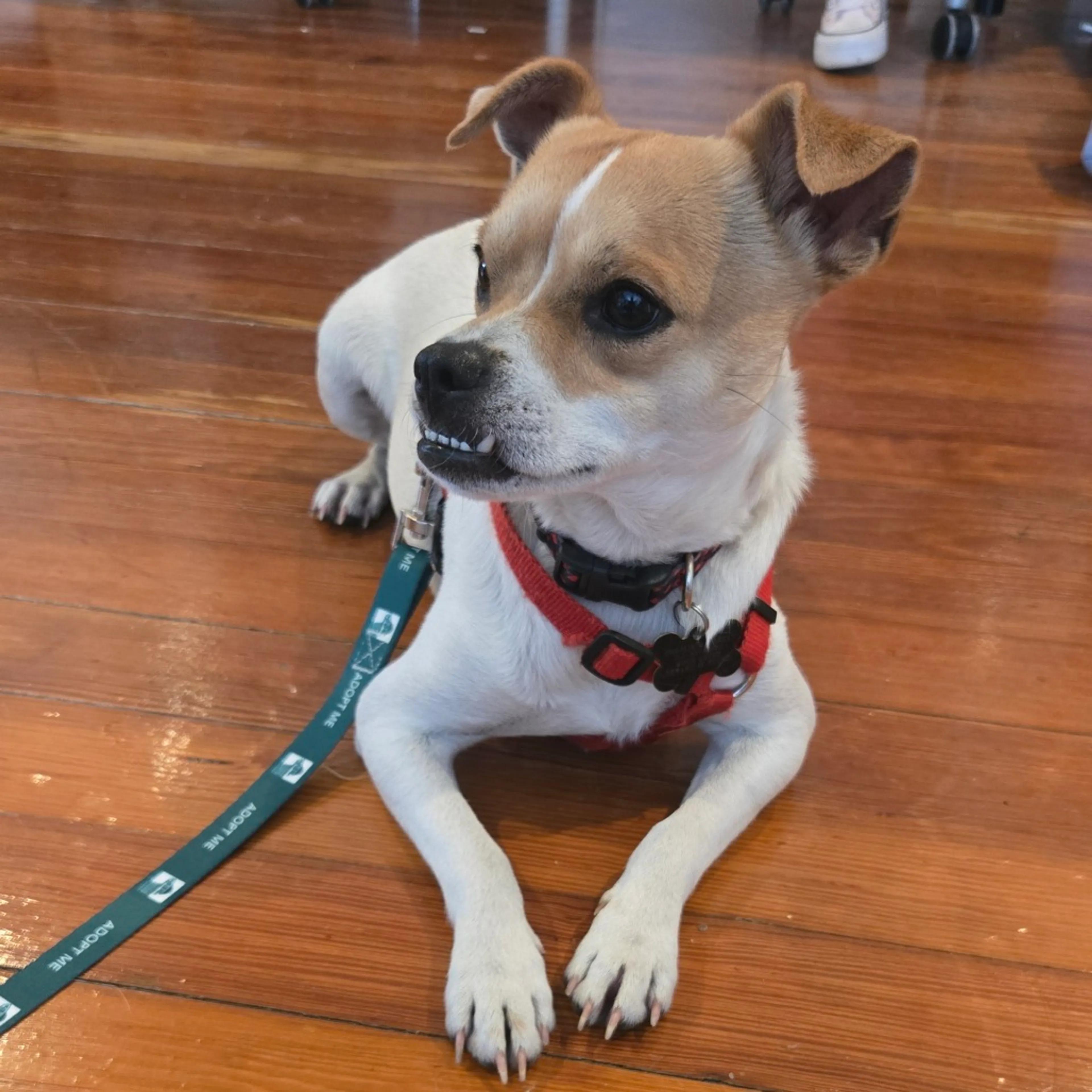 Found pet-11