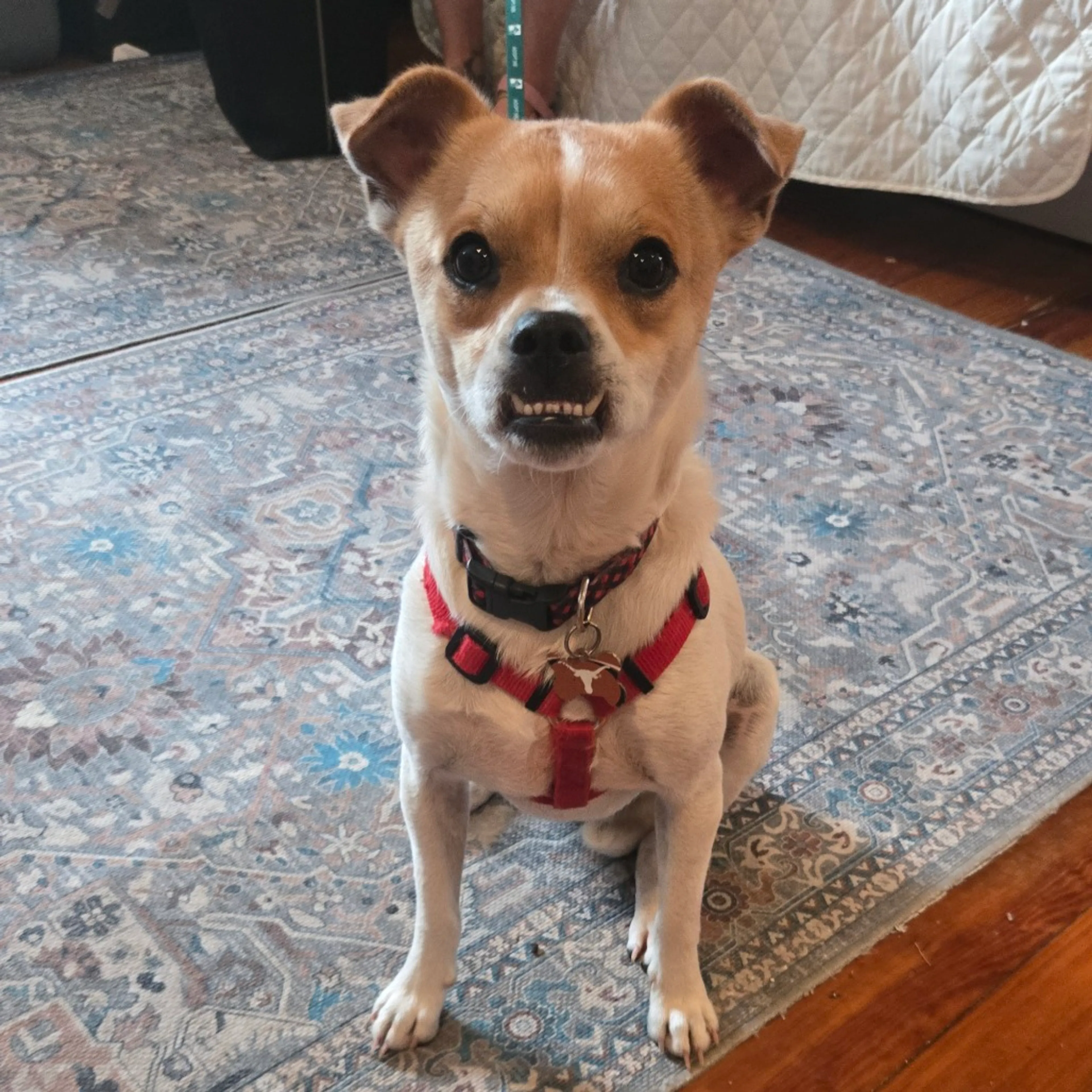 Found pet-10