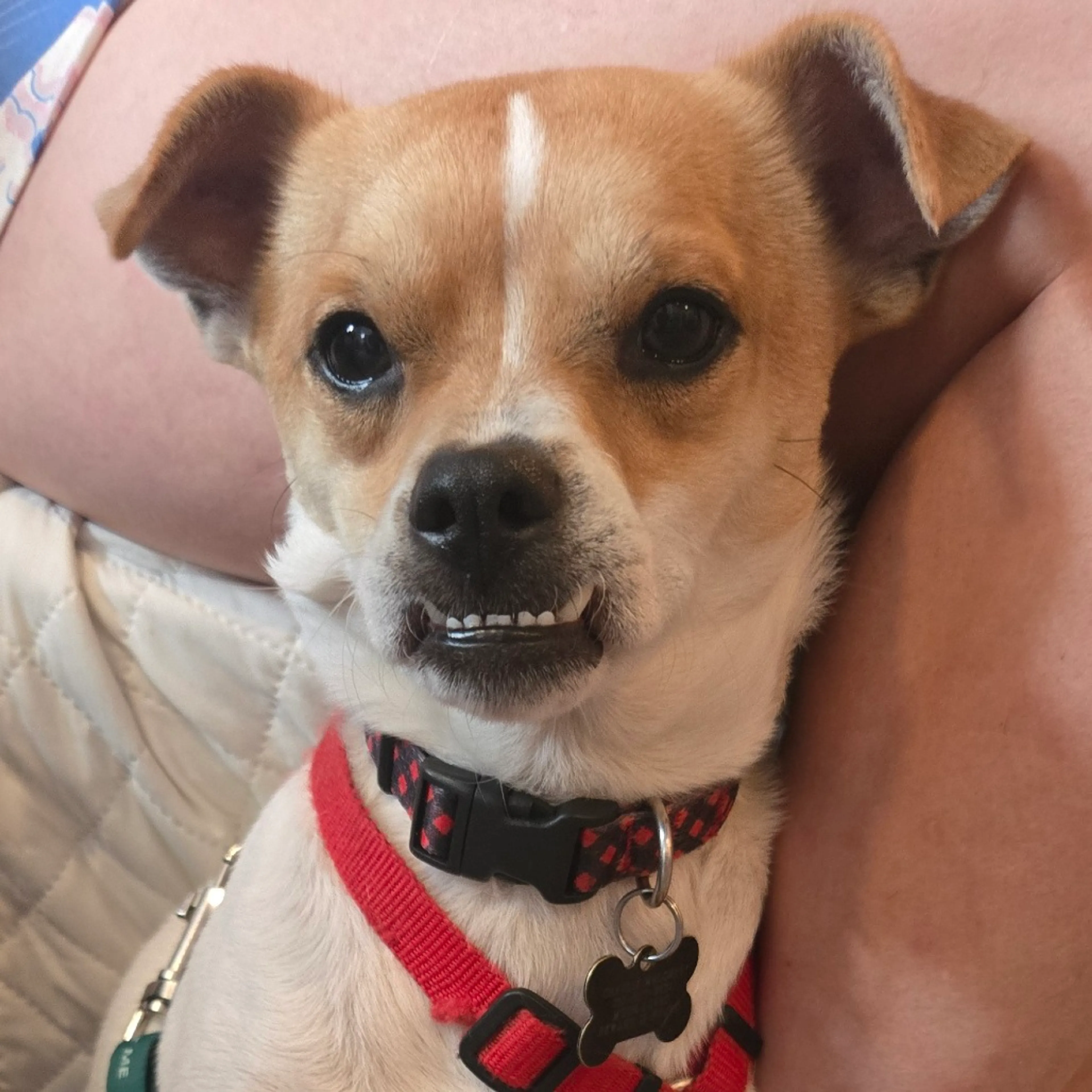 Found pet-14