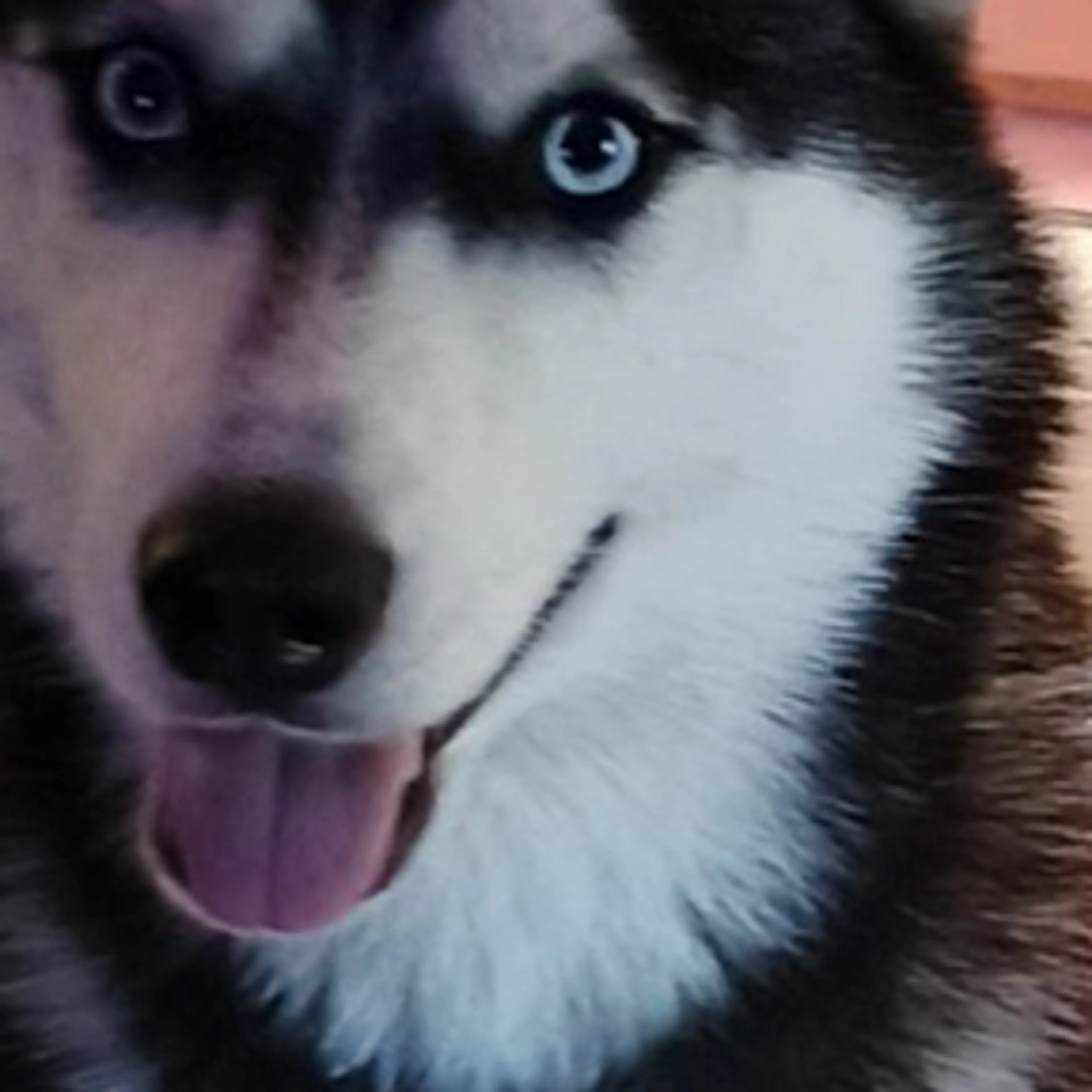 Lost pet-1