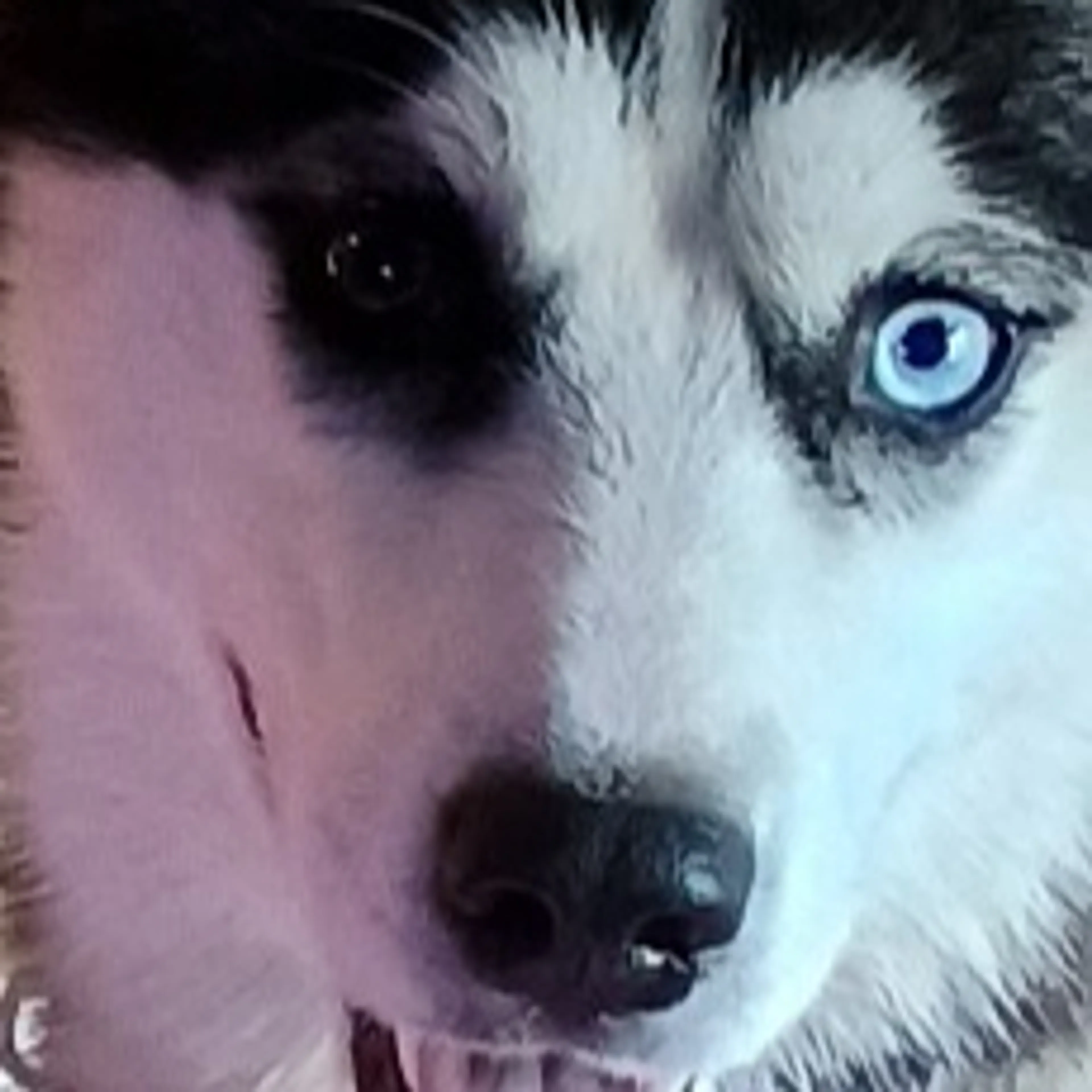 Lost pet-2