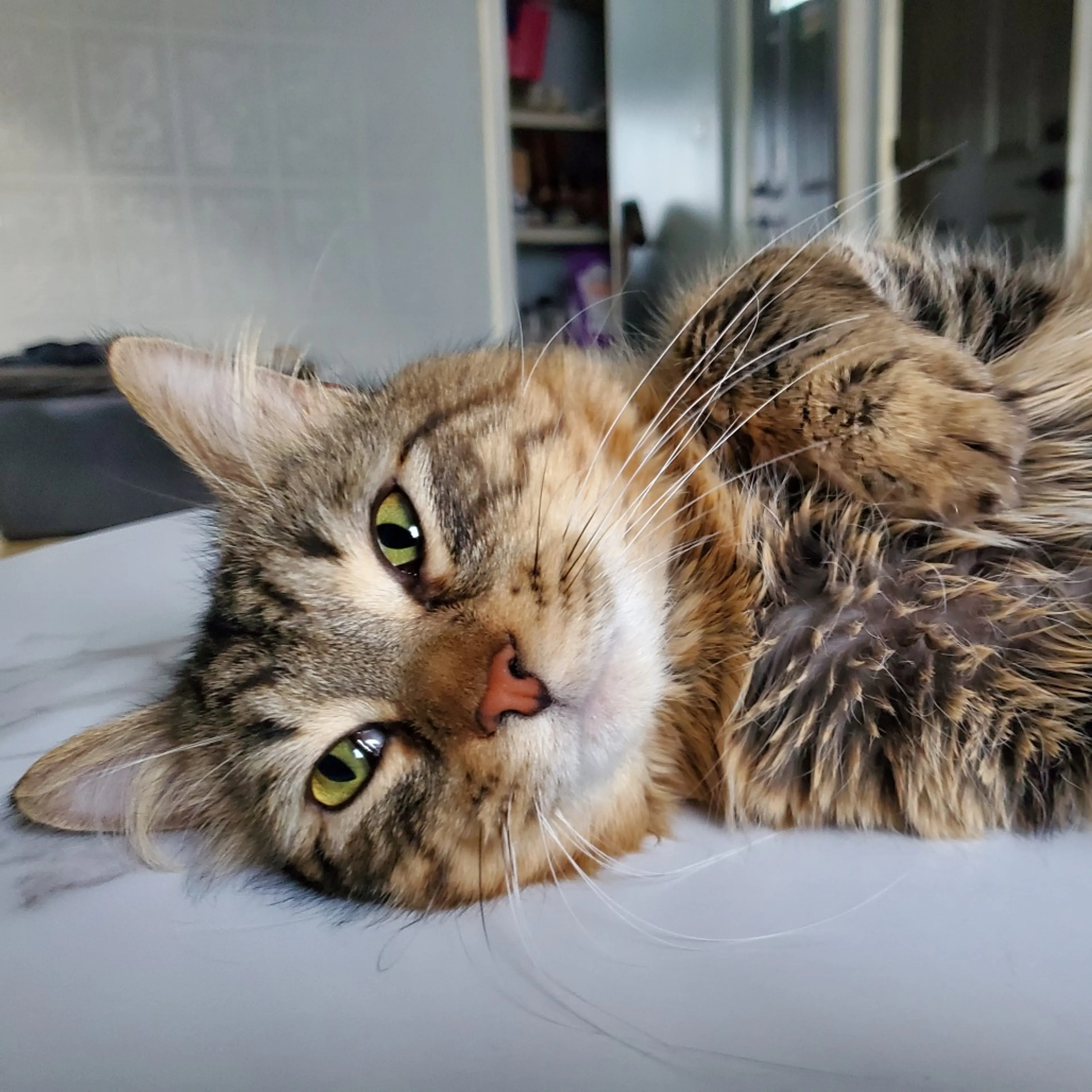 Found pet-2