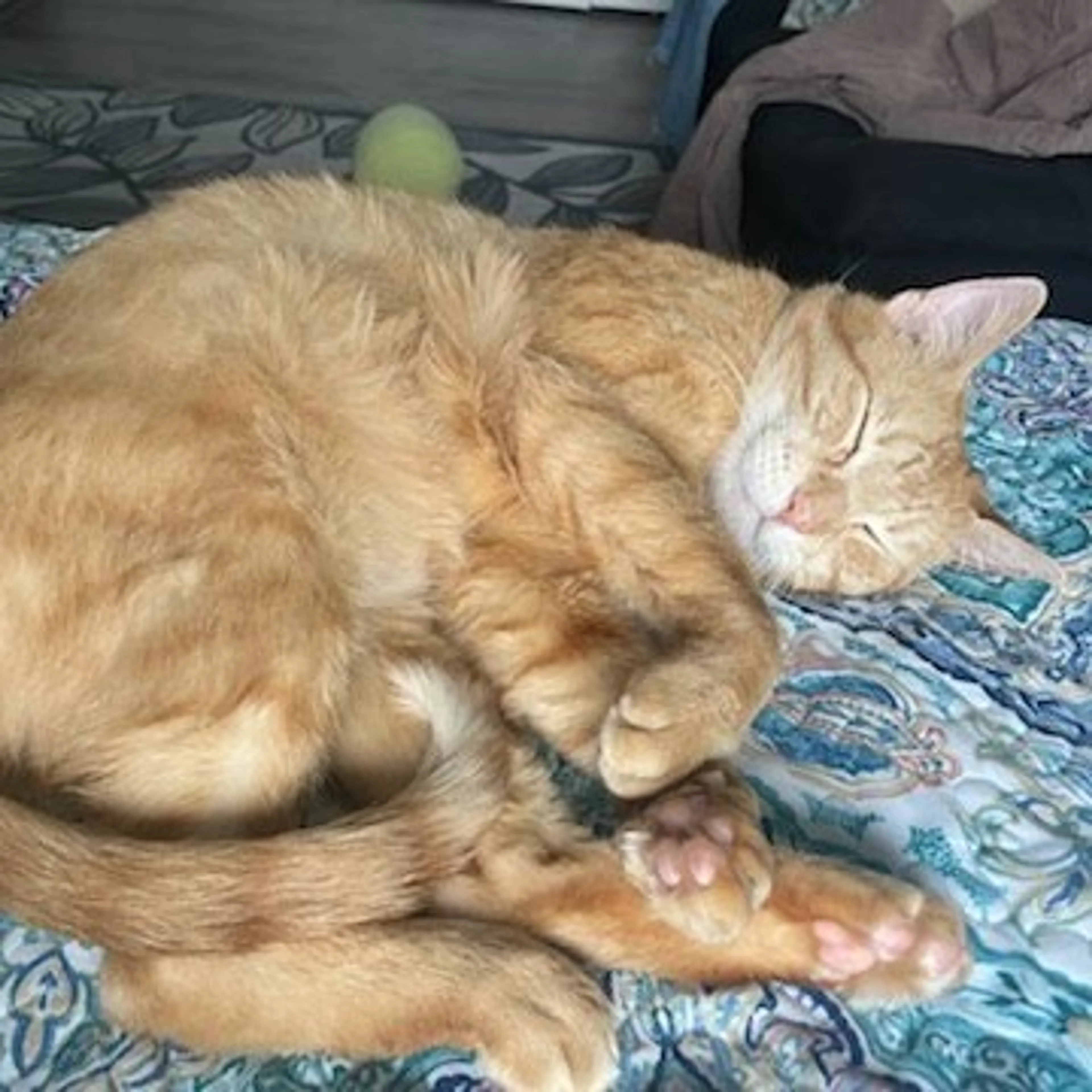 Found pet-3