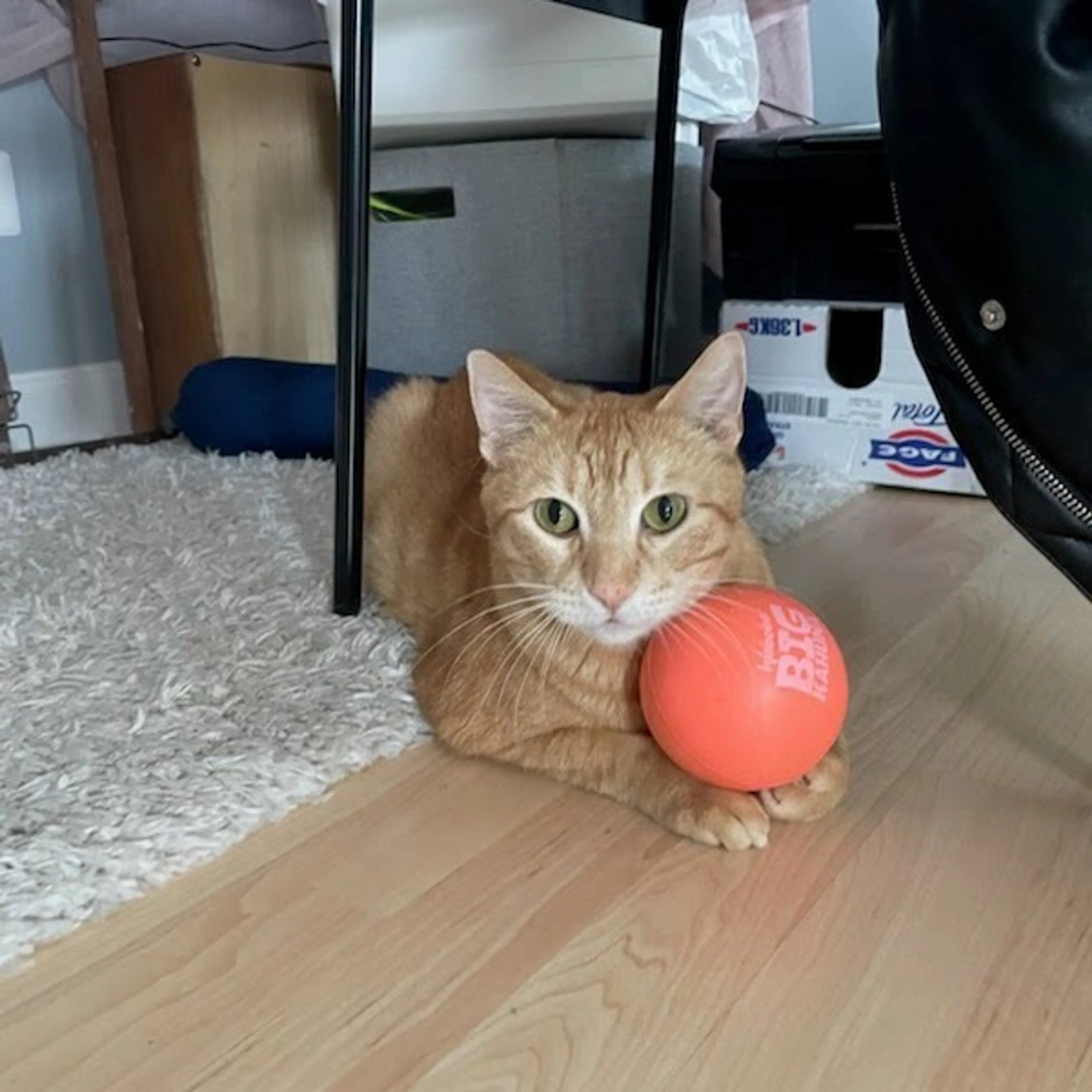 Found pet-6