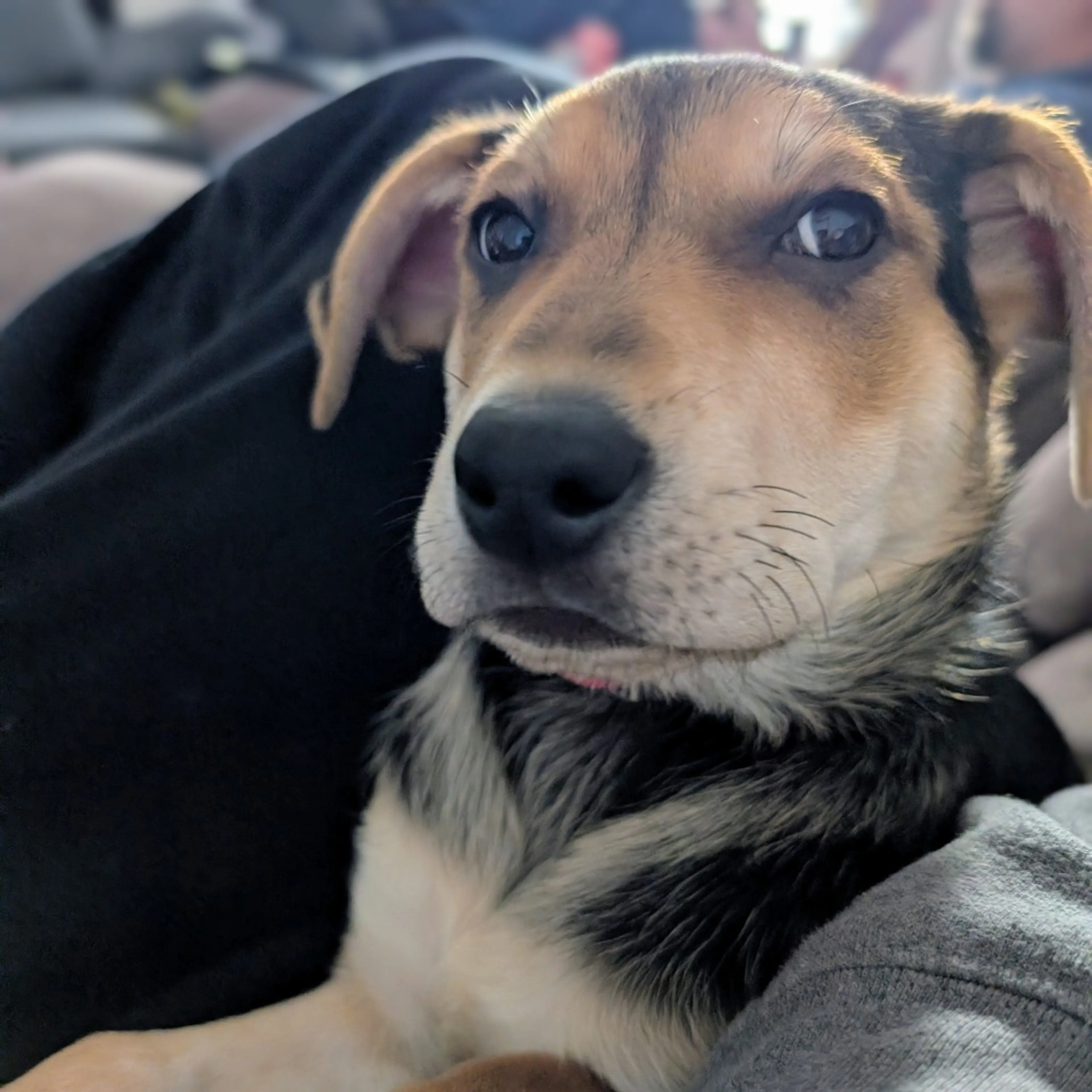 Found pet-3