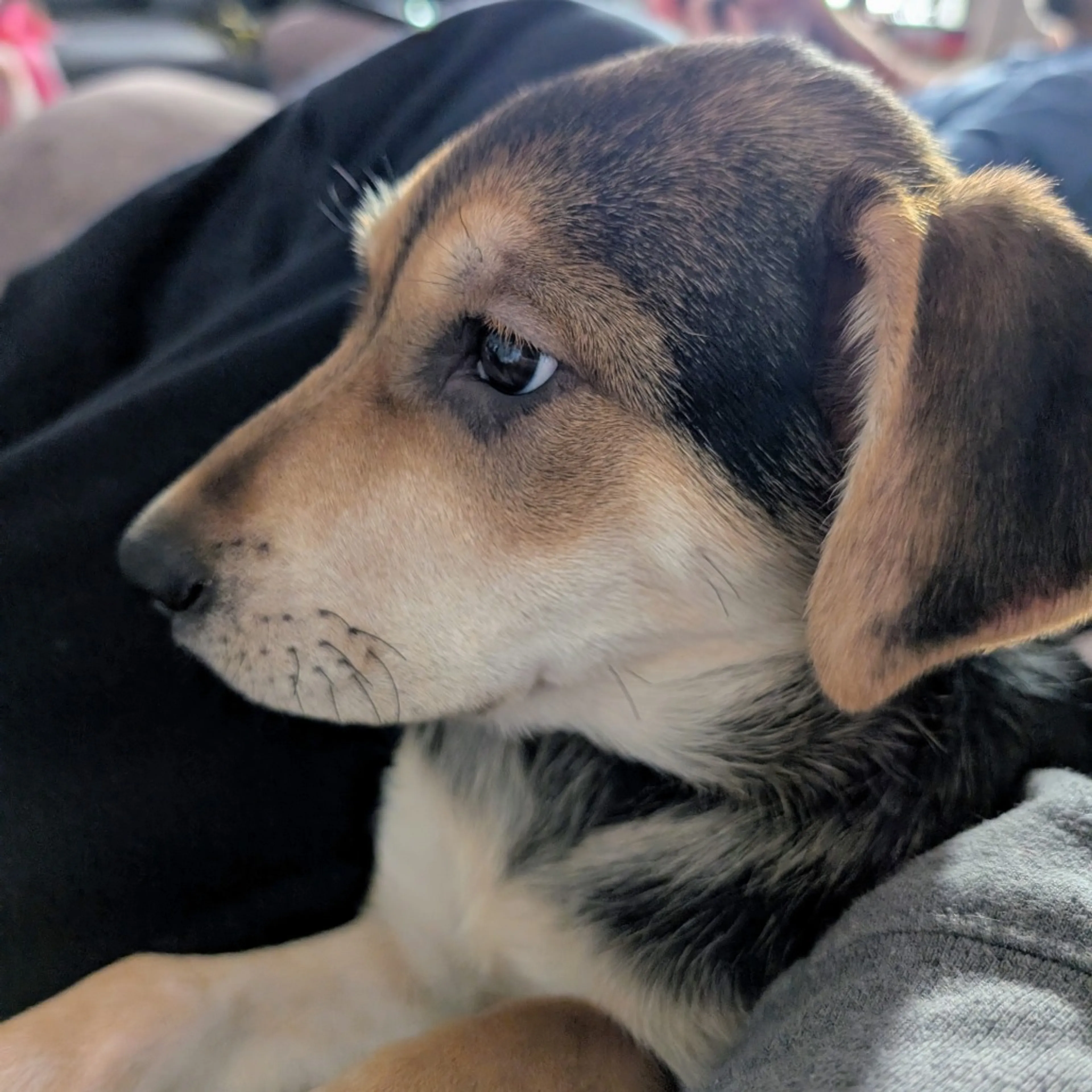Found pet-2