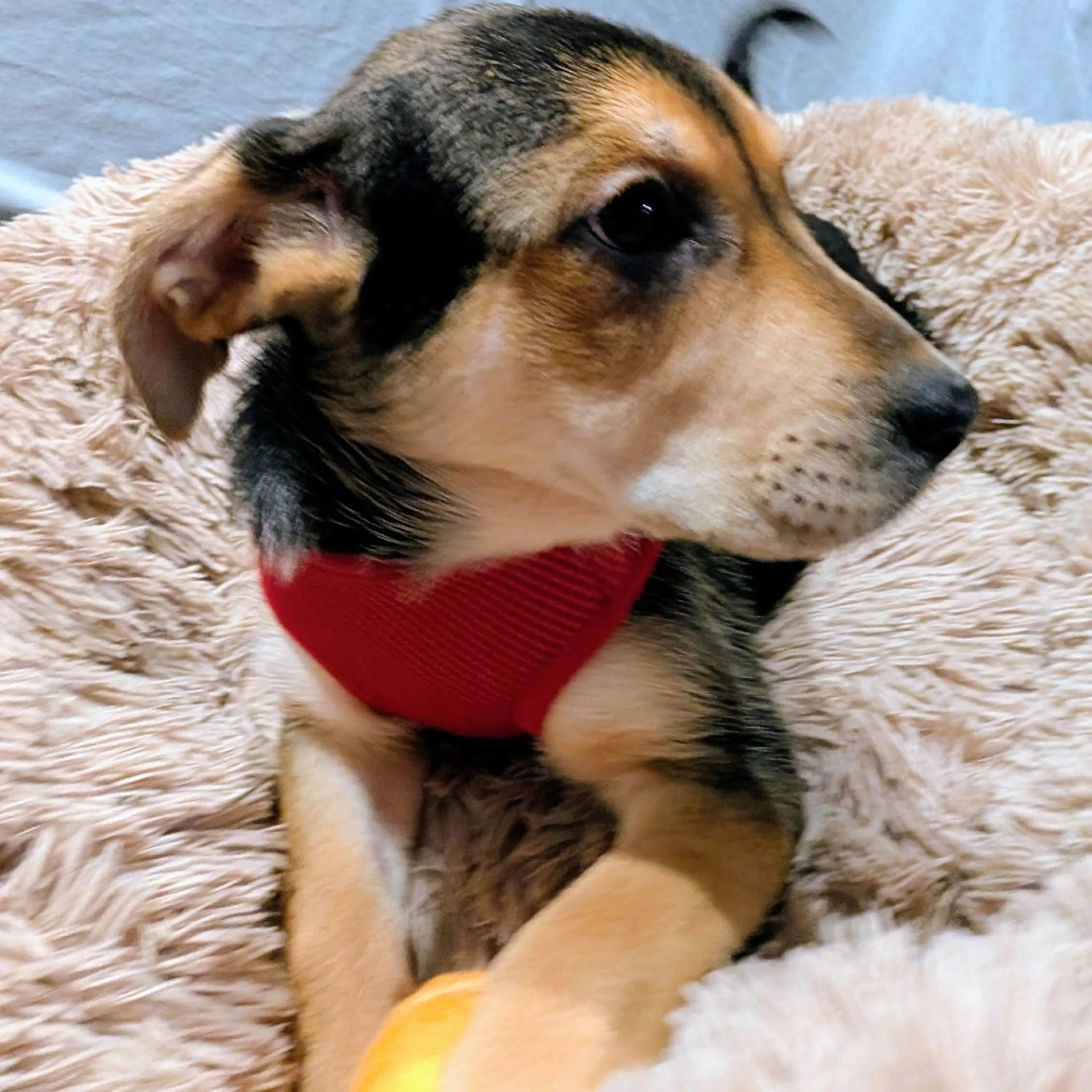 Found pet-1