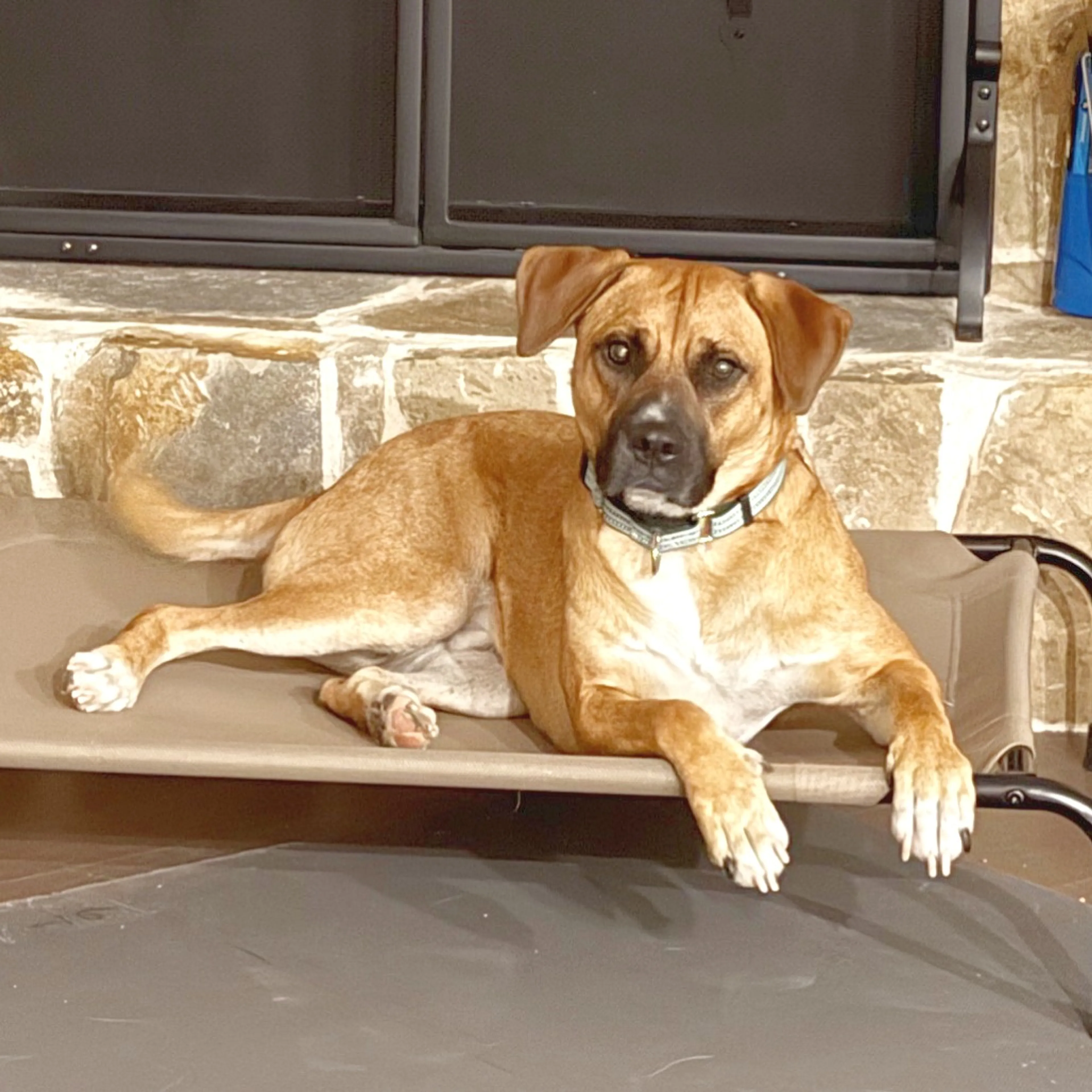 Found pet-5