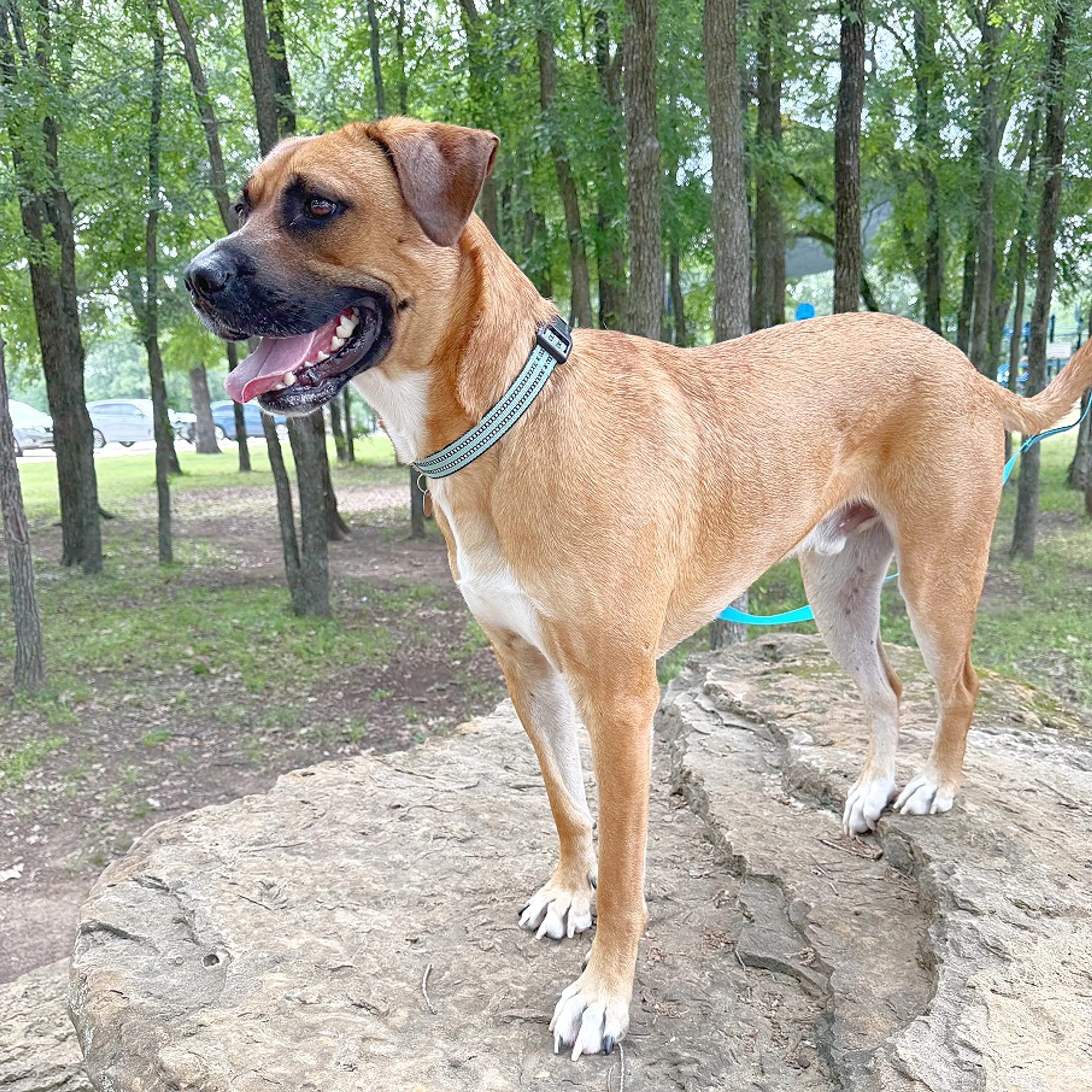 Found pet-3