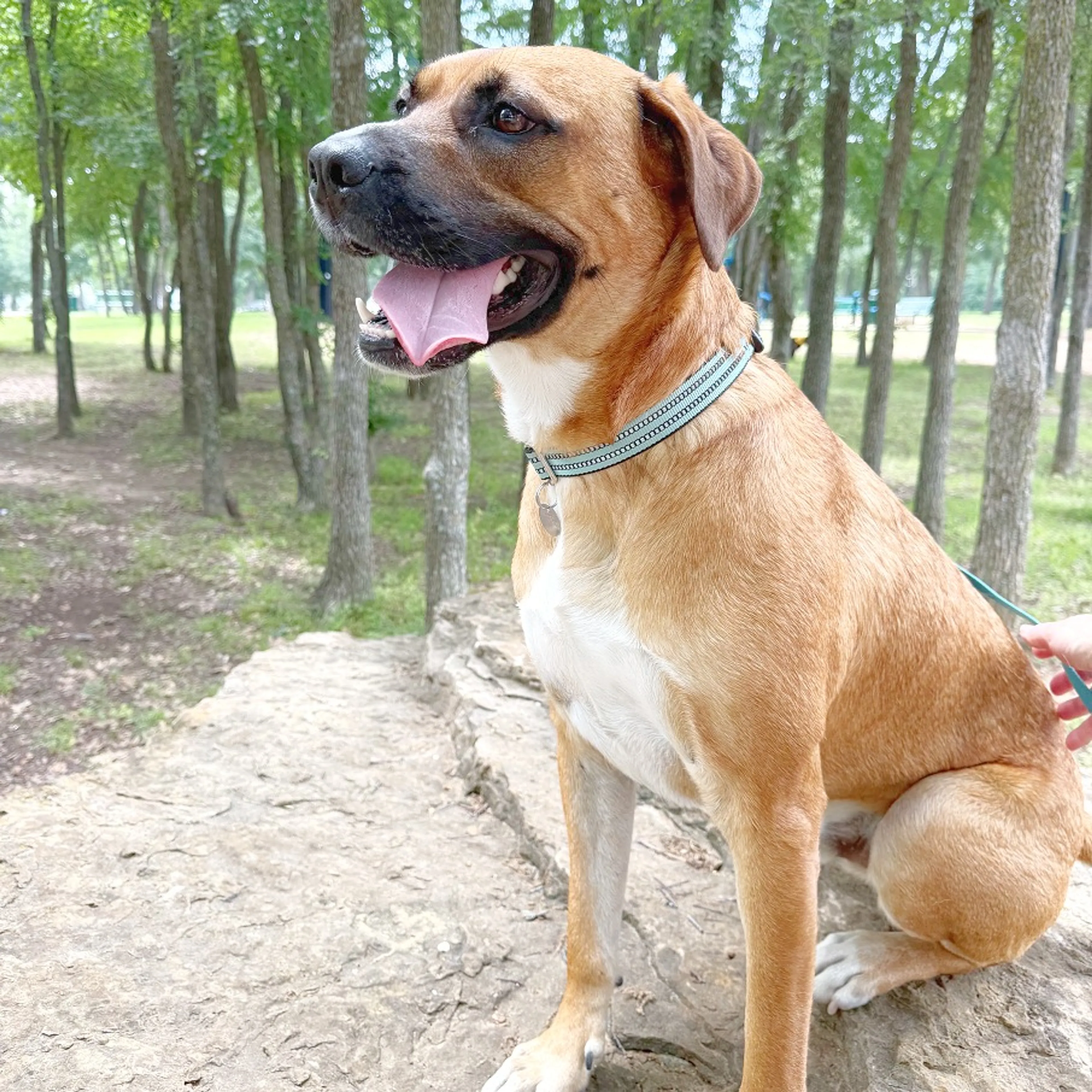 Found pet-4