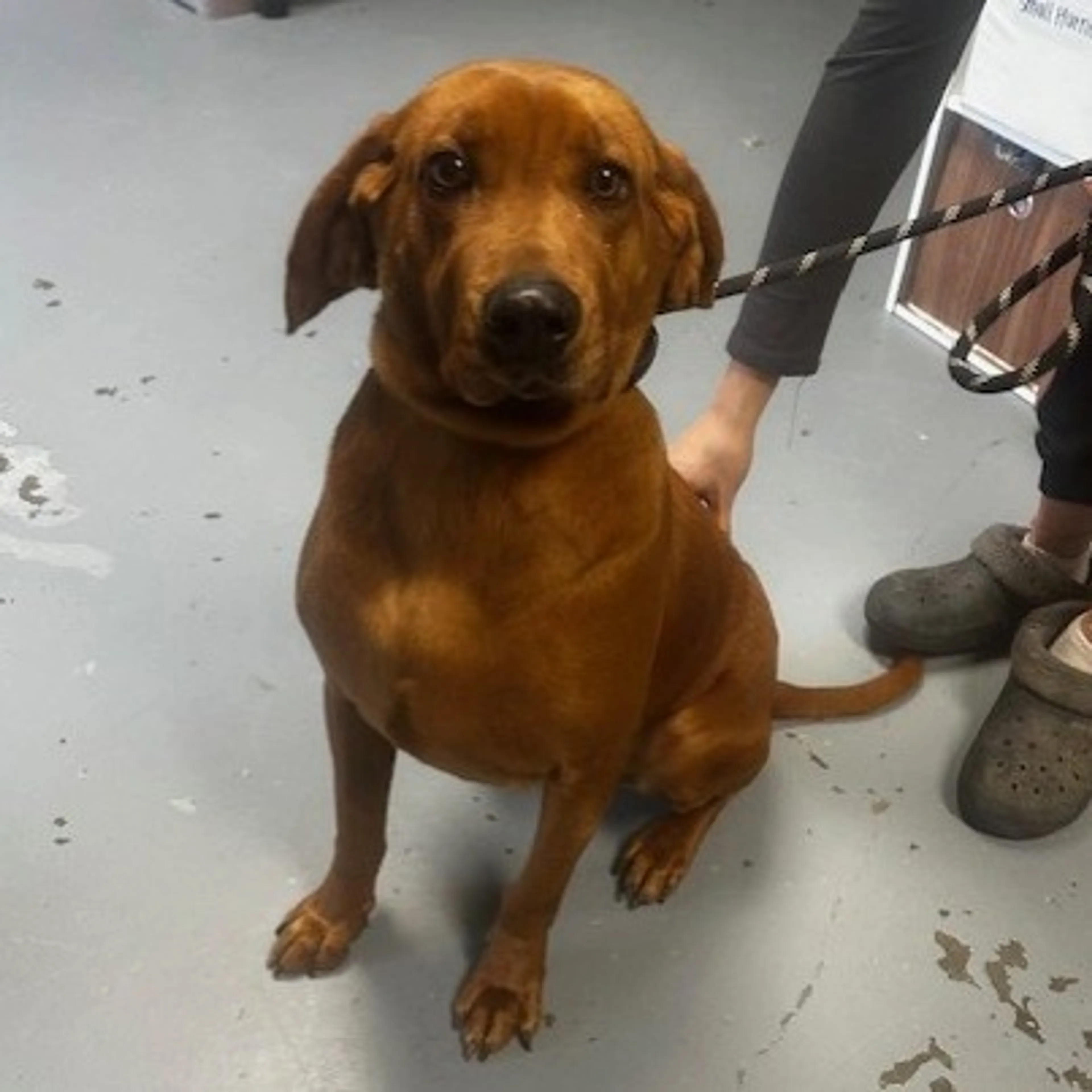 Found pet-1