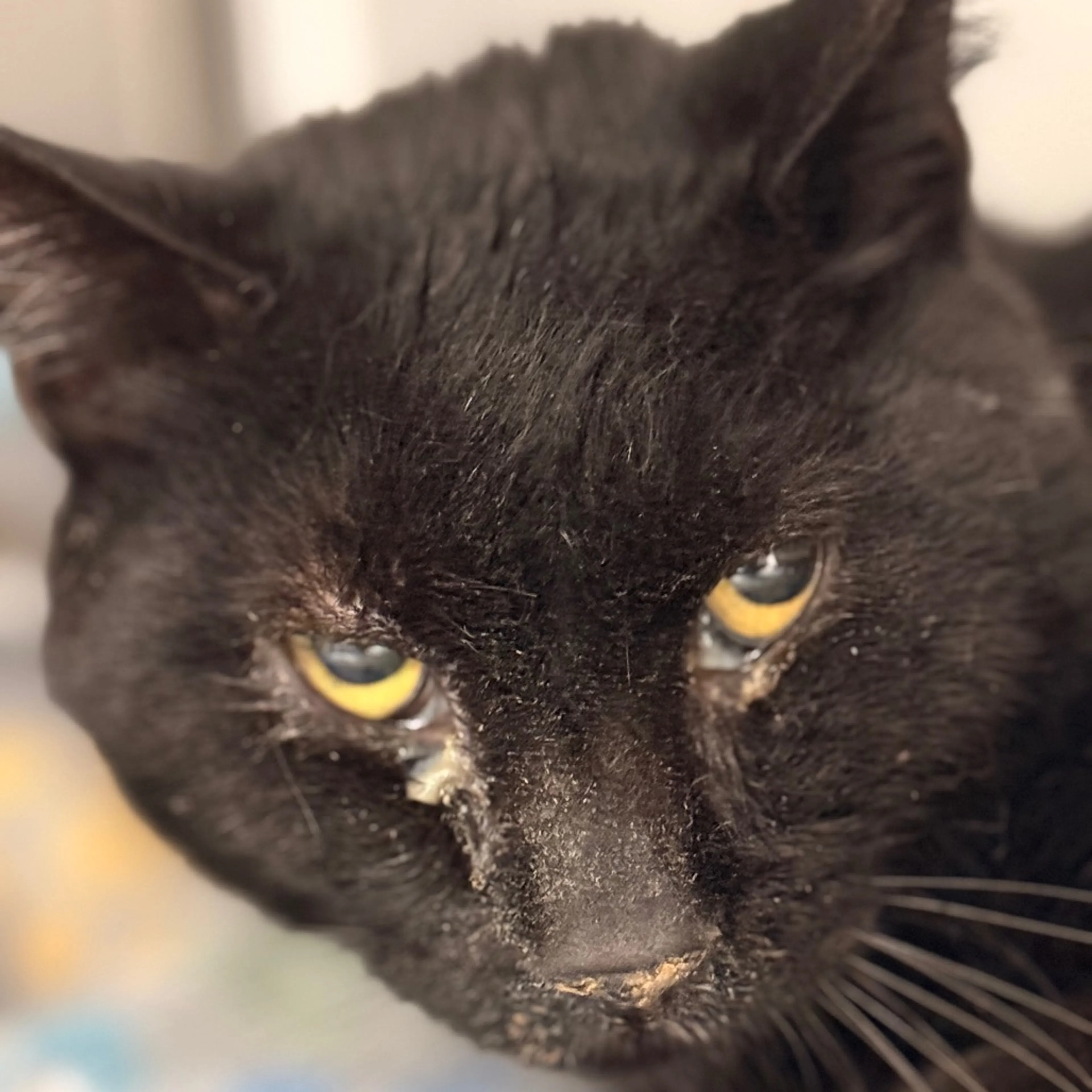 Found pet-1