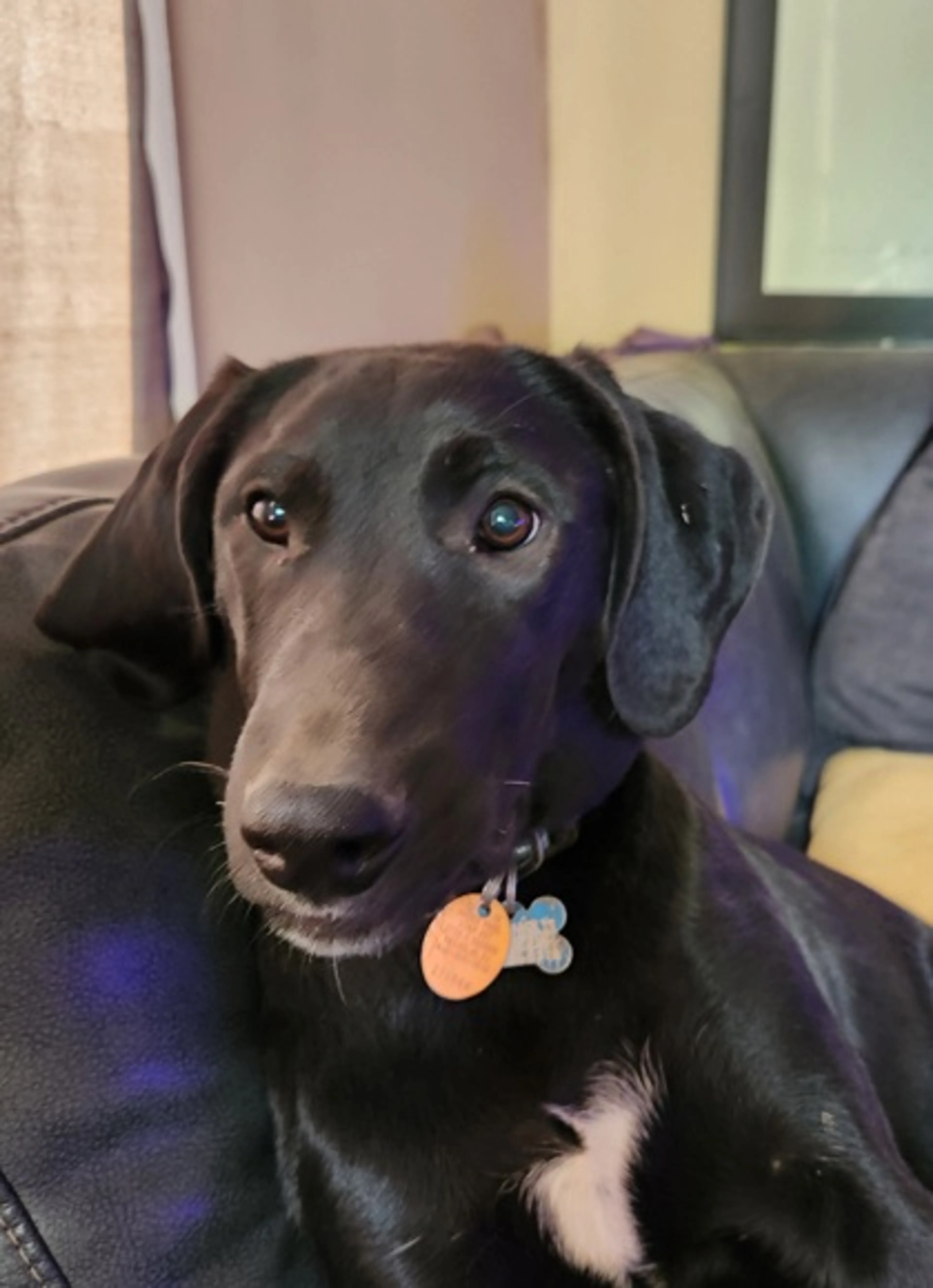 Found pet-0