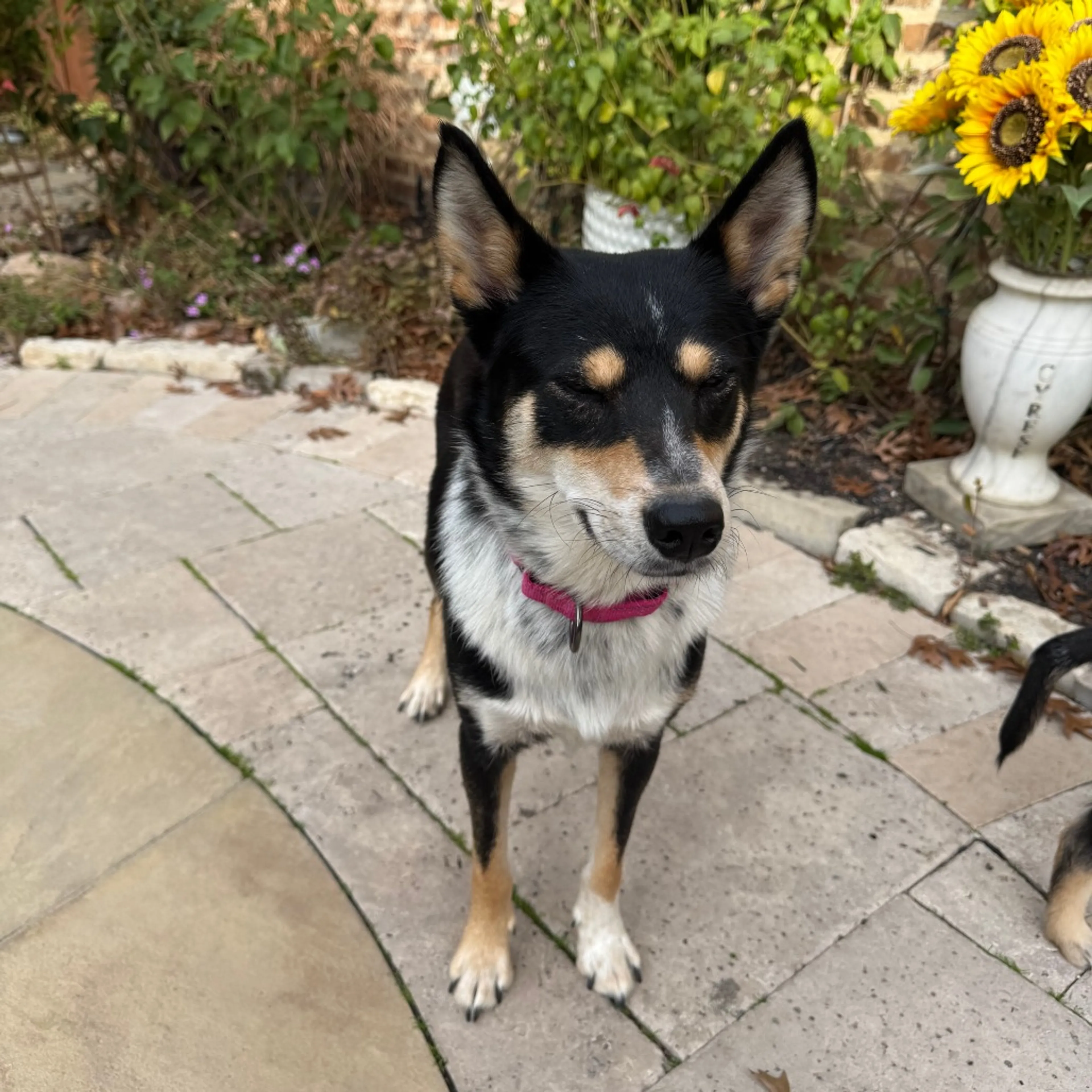 Found pet-2